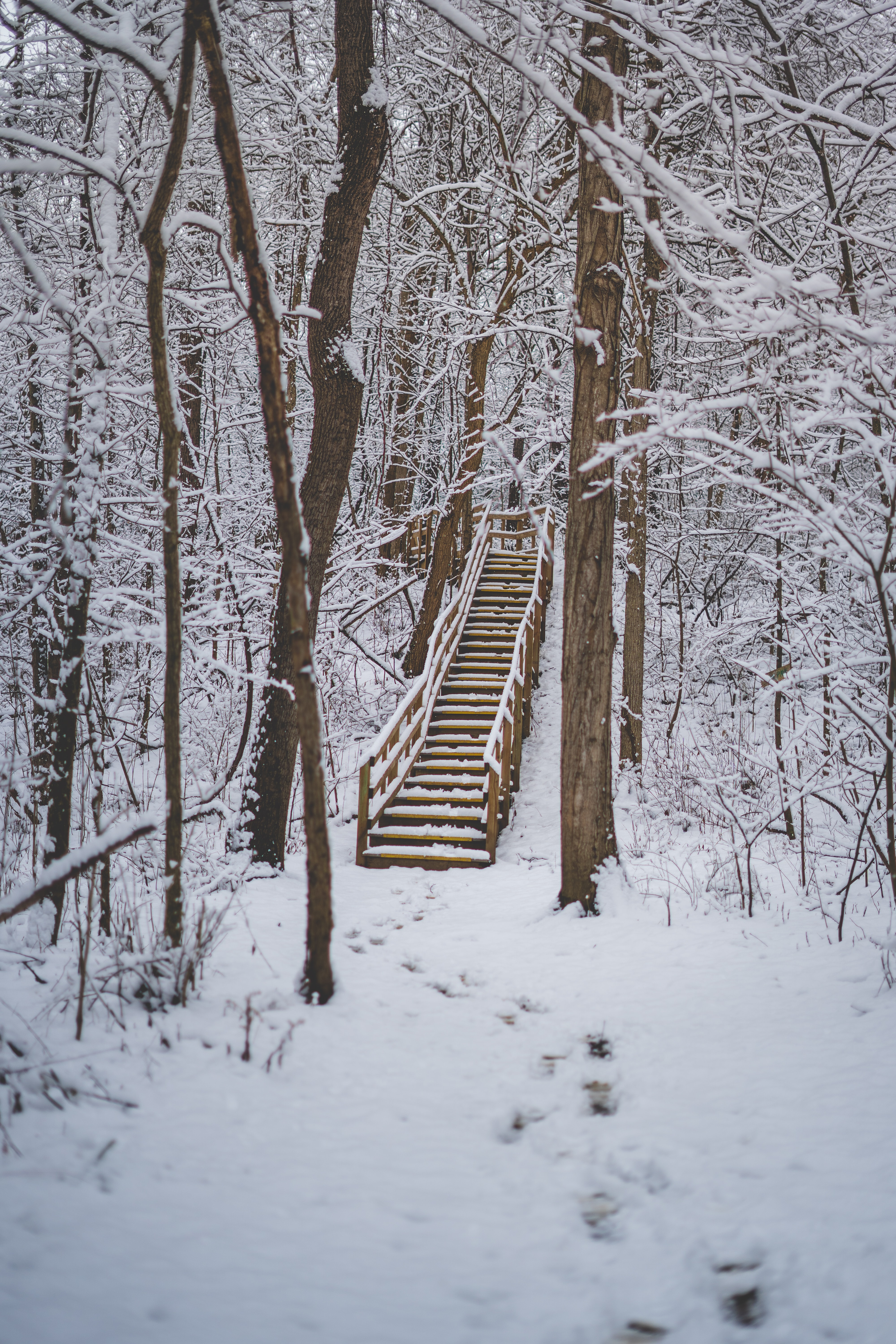 android snow, nature, trees, forest, stairs, ladder