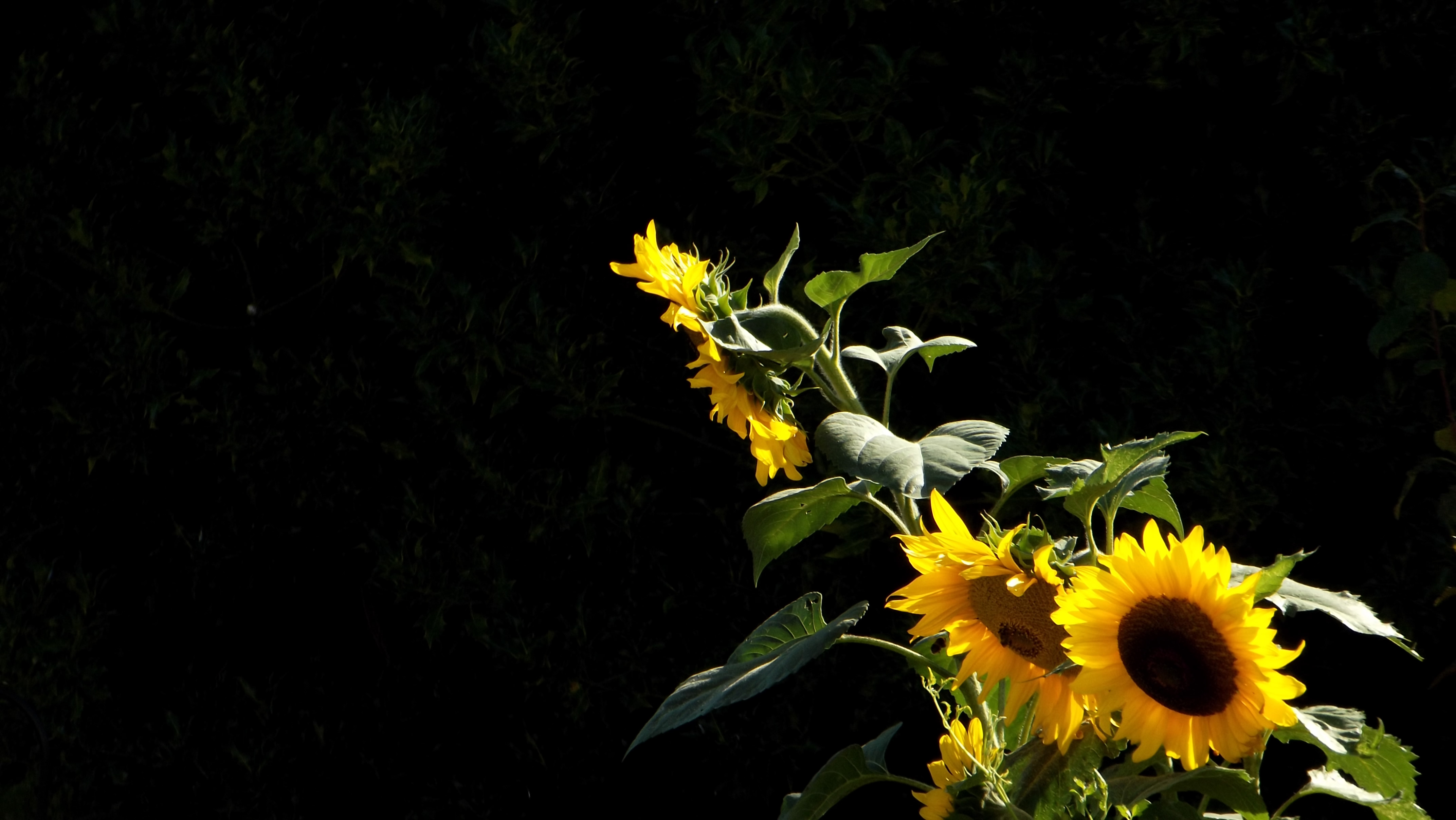 Photoshop sunflower, earth, flowers 8k Backgrounds