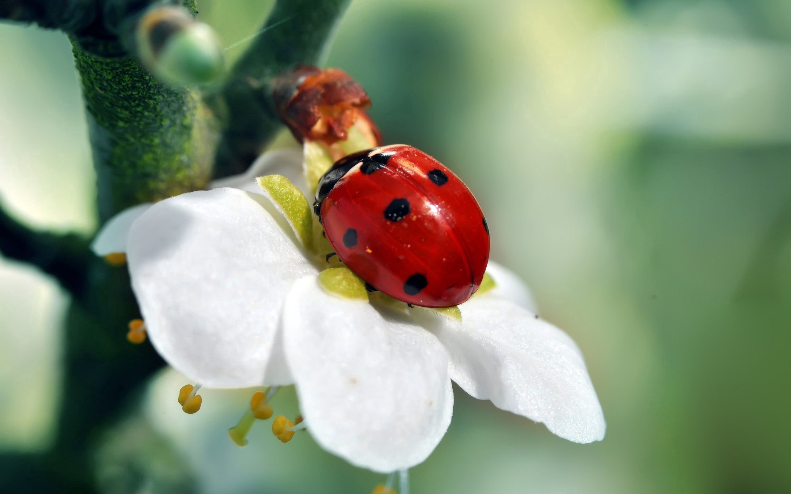 69915 Bild herunterladen blume, marienkäfer, makro, blütenblätter, ladybird - Hintergrundbilder und Bildschirmschoner kostenlos