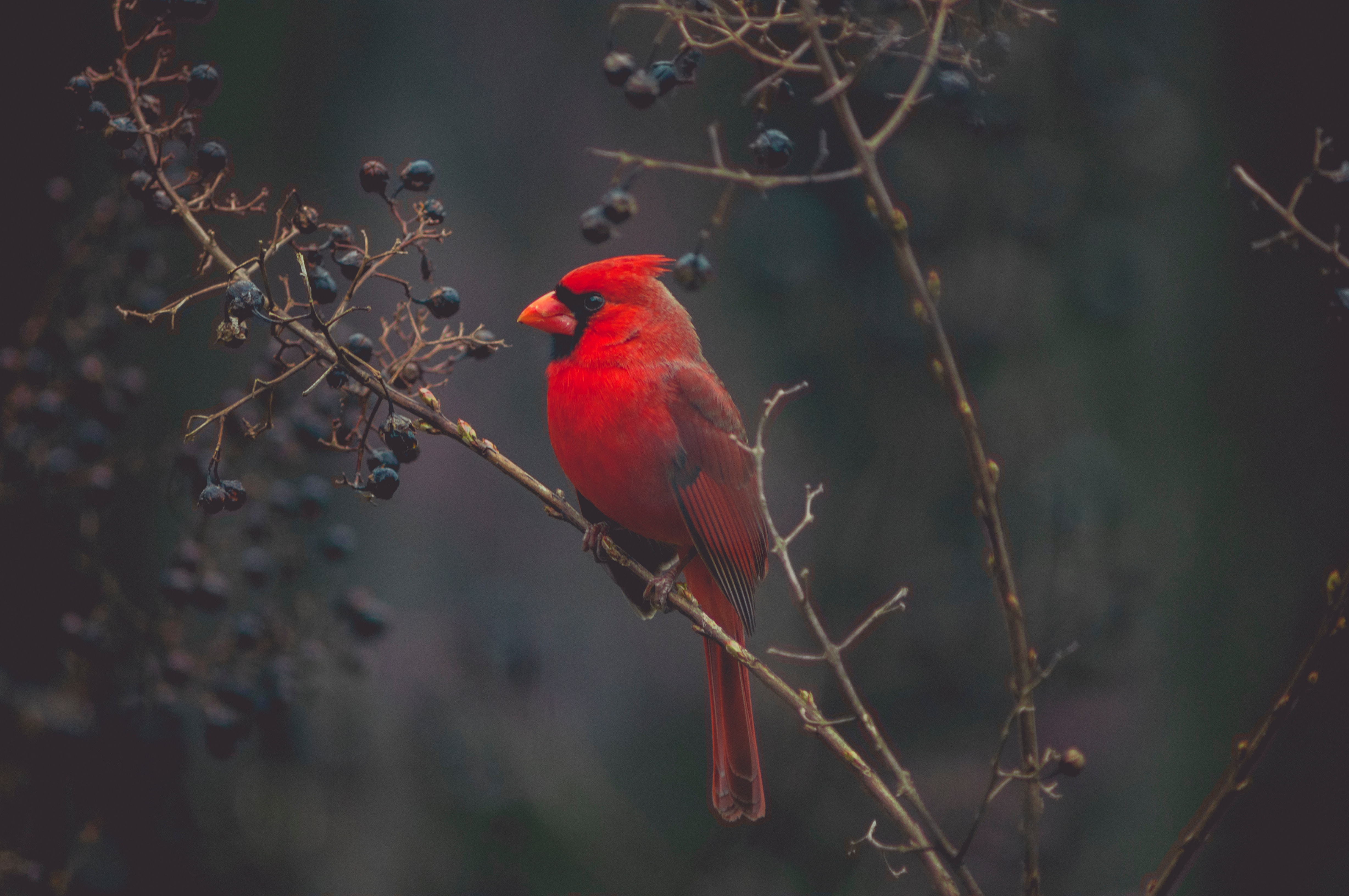 bird, animals, red, branch, cardinal 32K