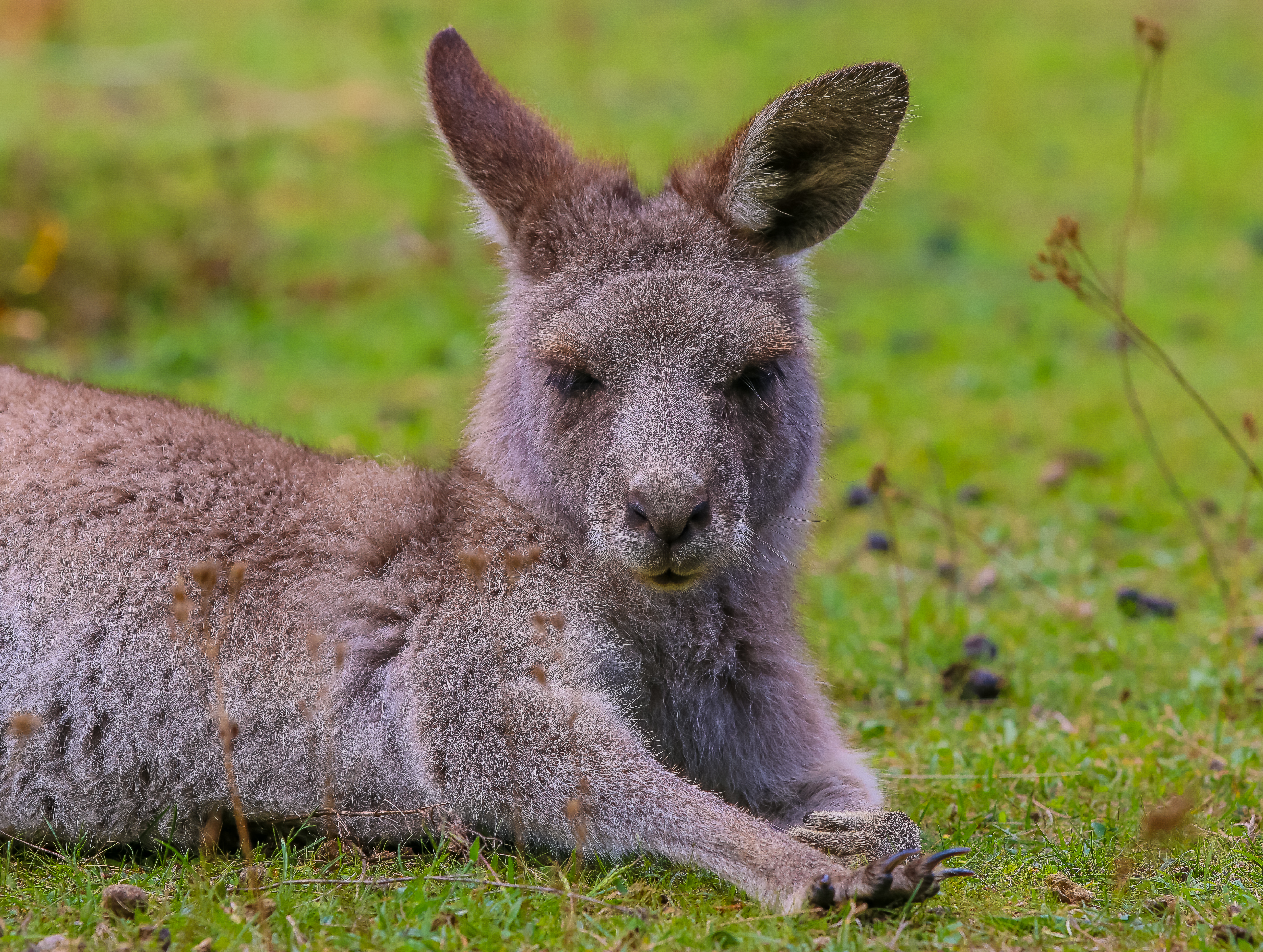 130806 Bild herunterladen tiere, kangaroo, lügen, liegt, nett, schatz, pelz, fell - Hintergrundbilder und Bildschirmschoner kostenlos