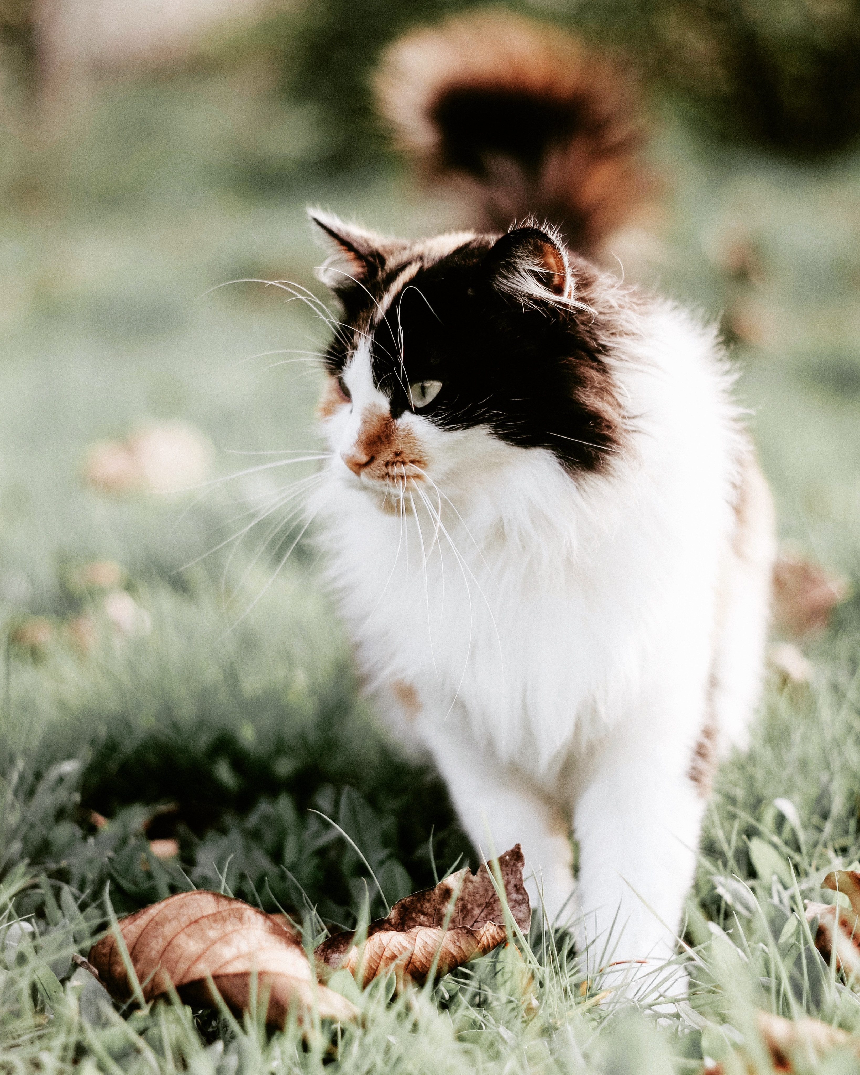 Phone Background cat, animals, blur, grass