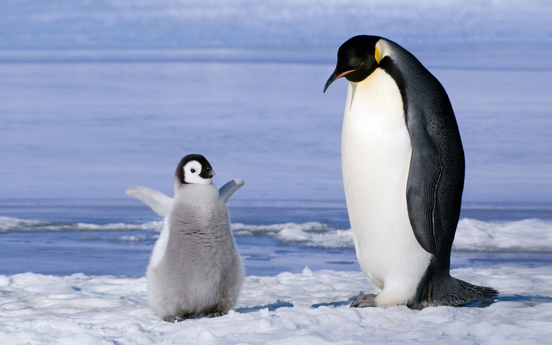 111584 Bild herunterladen tiere, schnee, junge, paar, gletscher, joey, pinguin - Hintergrundbilder und Bildschirmschoner kostenlos