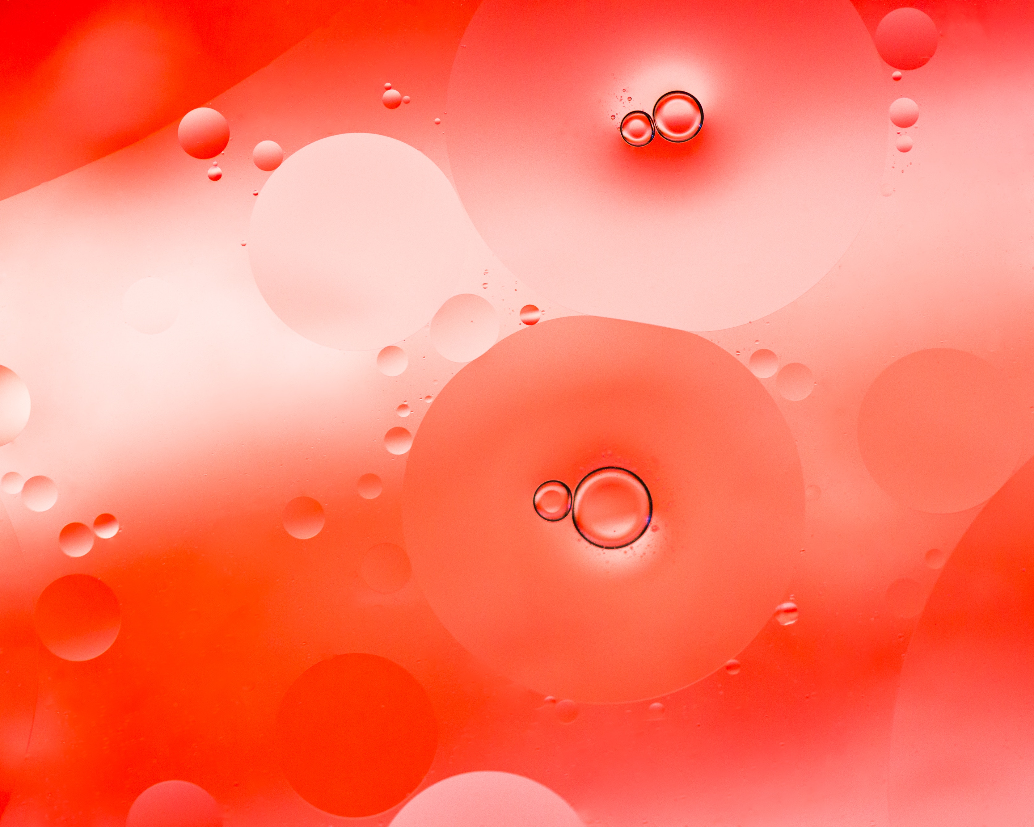 bubbles, circles, macro, liquid Free Stock Photo
