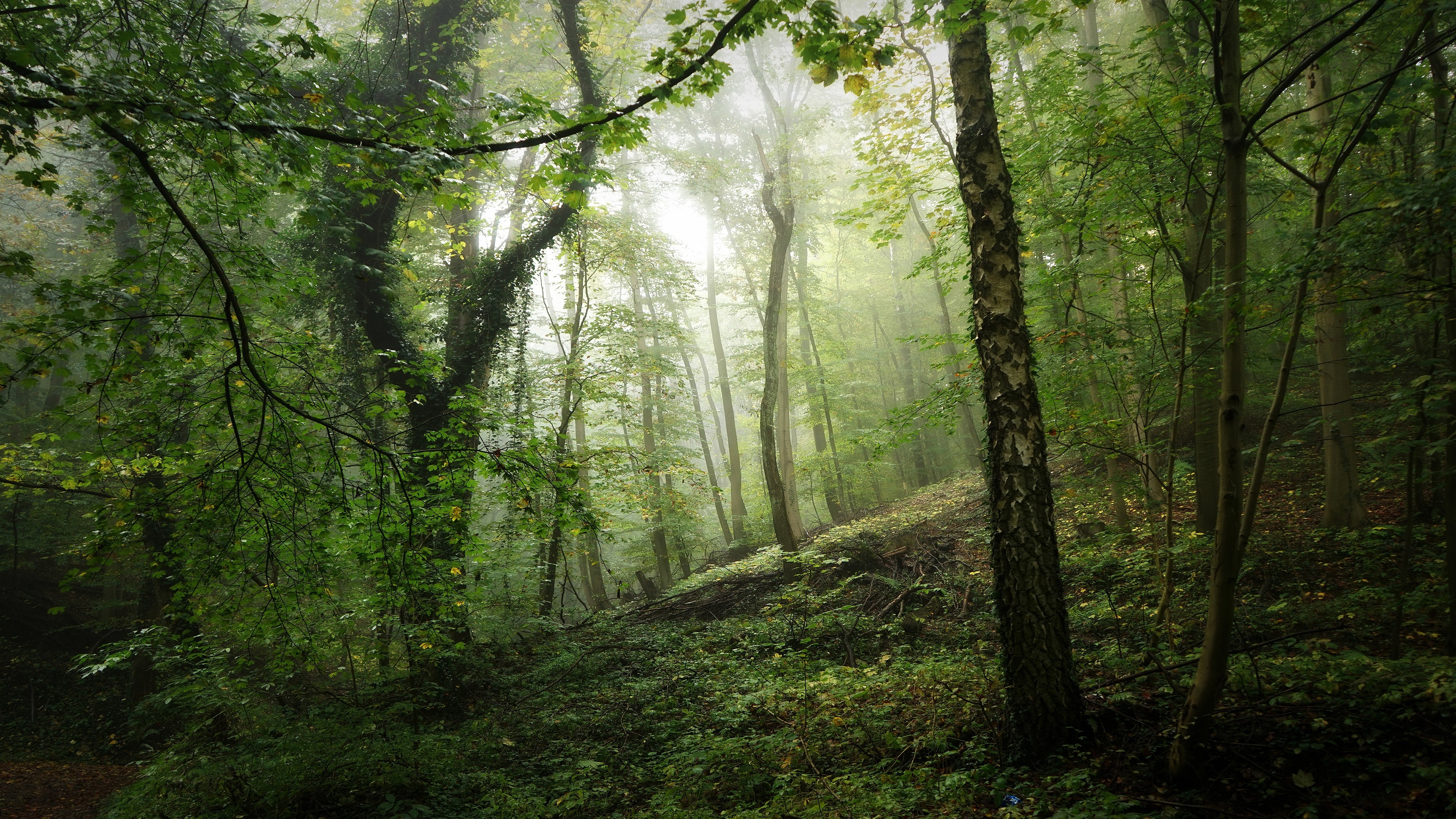 Free HD earth, forest, fog, greenery, moss, trunk, vegetation