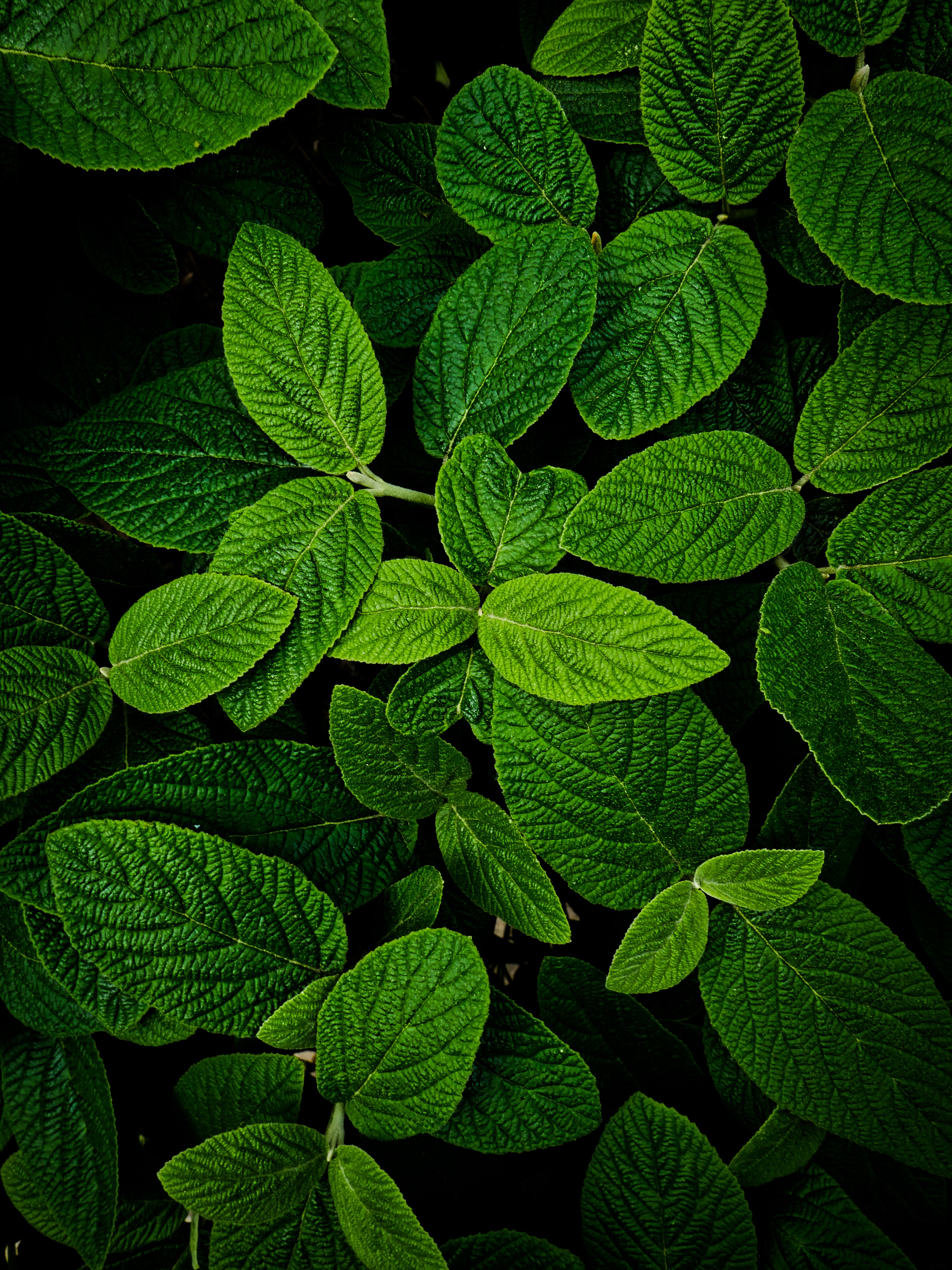 Best Mobile Green Backgrounds