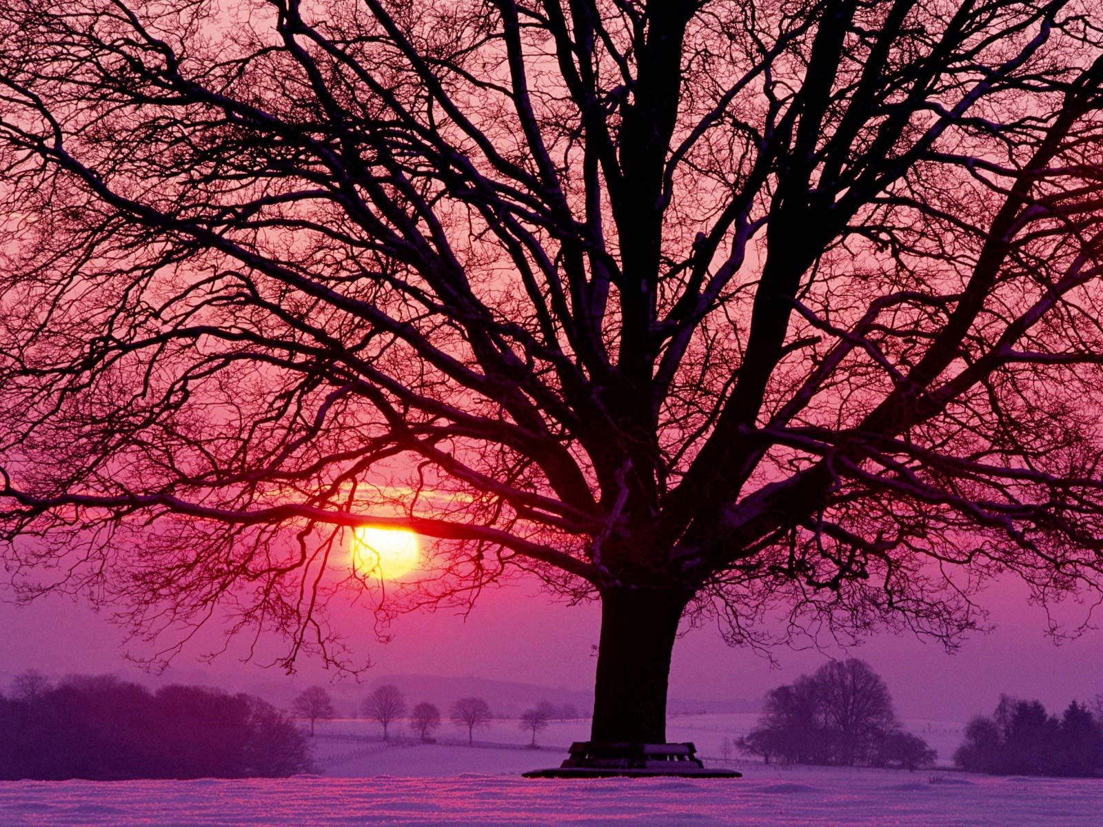Laden Sie das Baum, Winter, Natur, Sunset, Schnee, Holz, Geäst, Zweig, Bänke-Bild kostenlos auf Ihren PC-Desktop herunter
