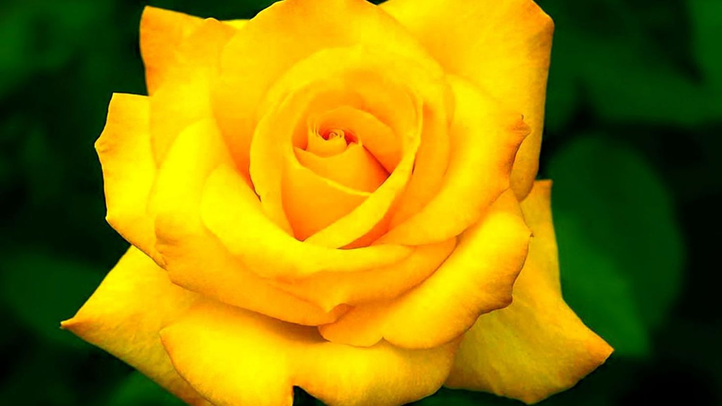 Чайно гибридная роза желтая магия фото