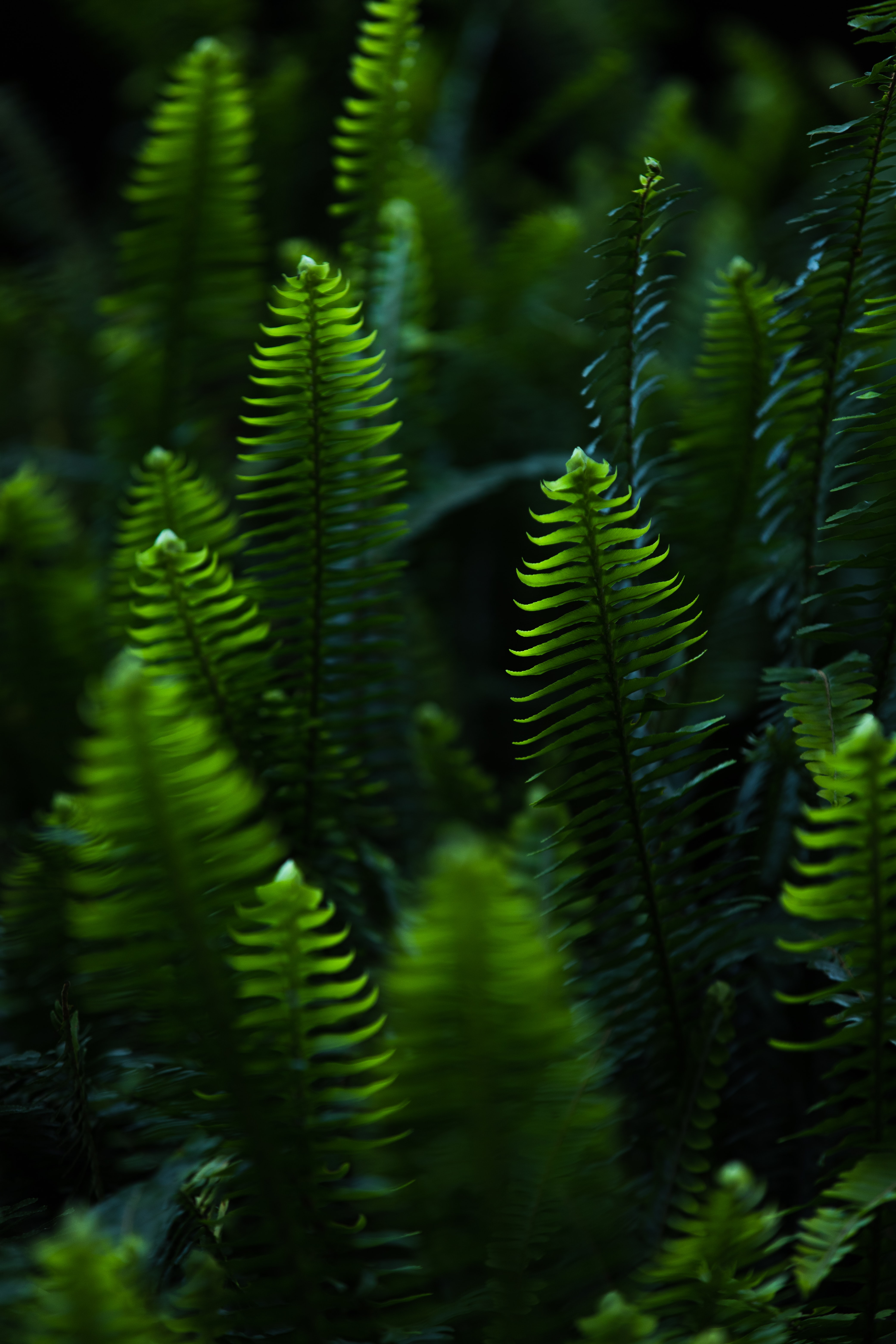 fern, plant, green, leaves, nature, branches Phone Background