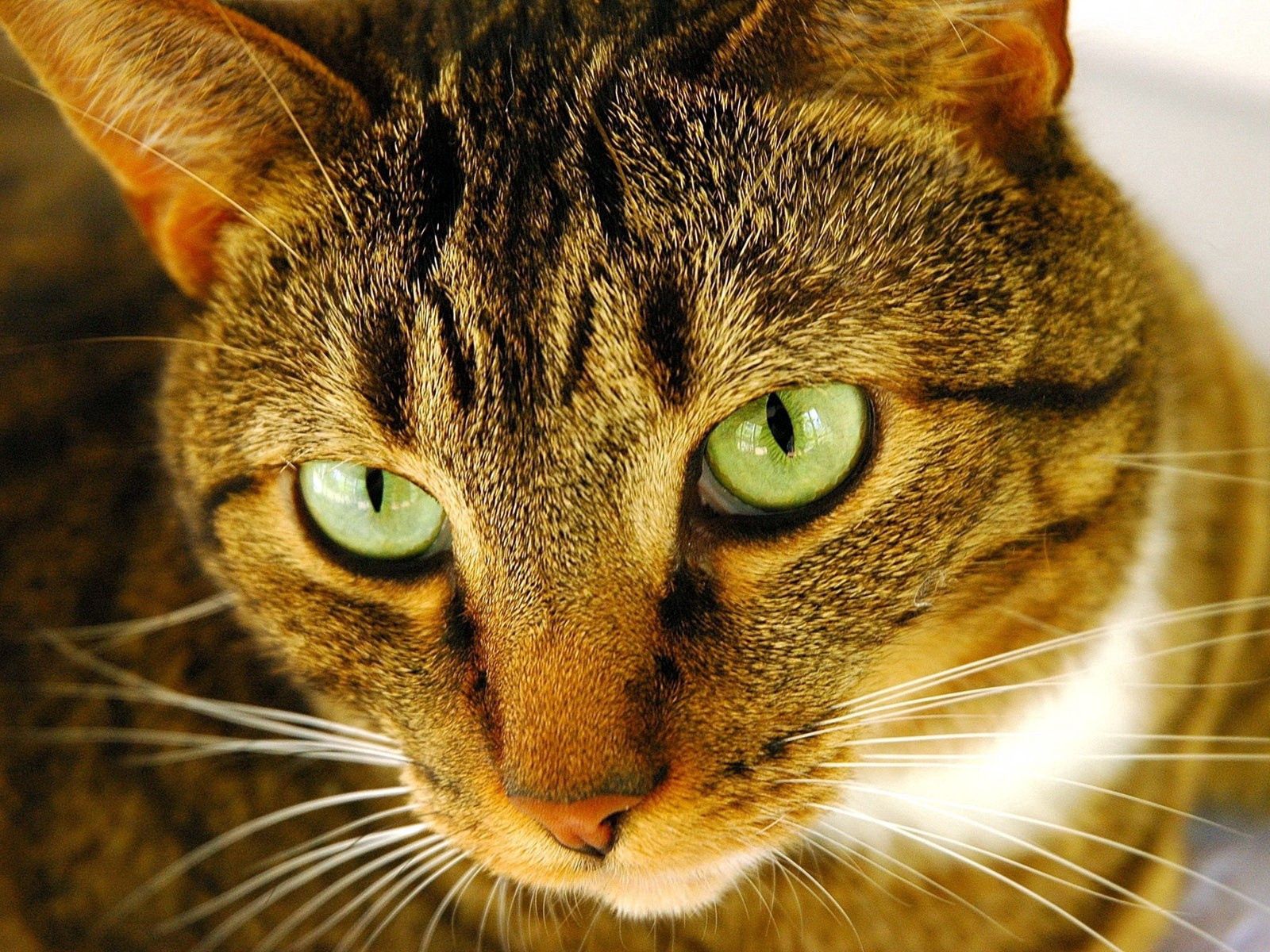 muzzle, animals, cat, eyes, striped High Definition image