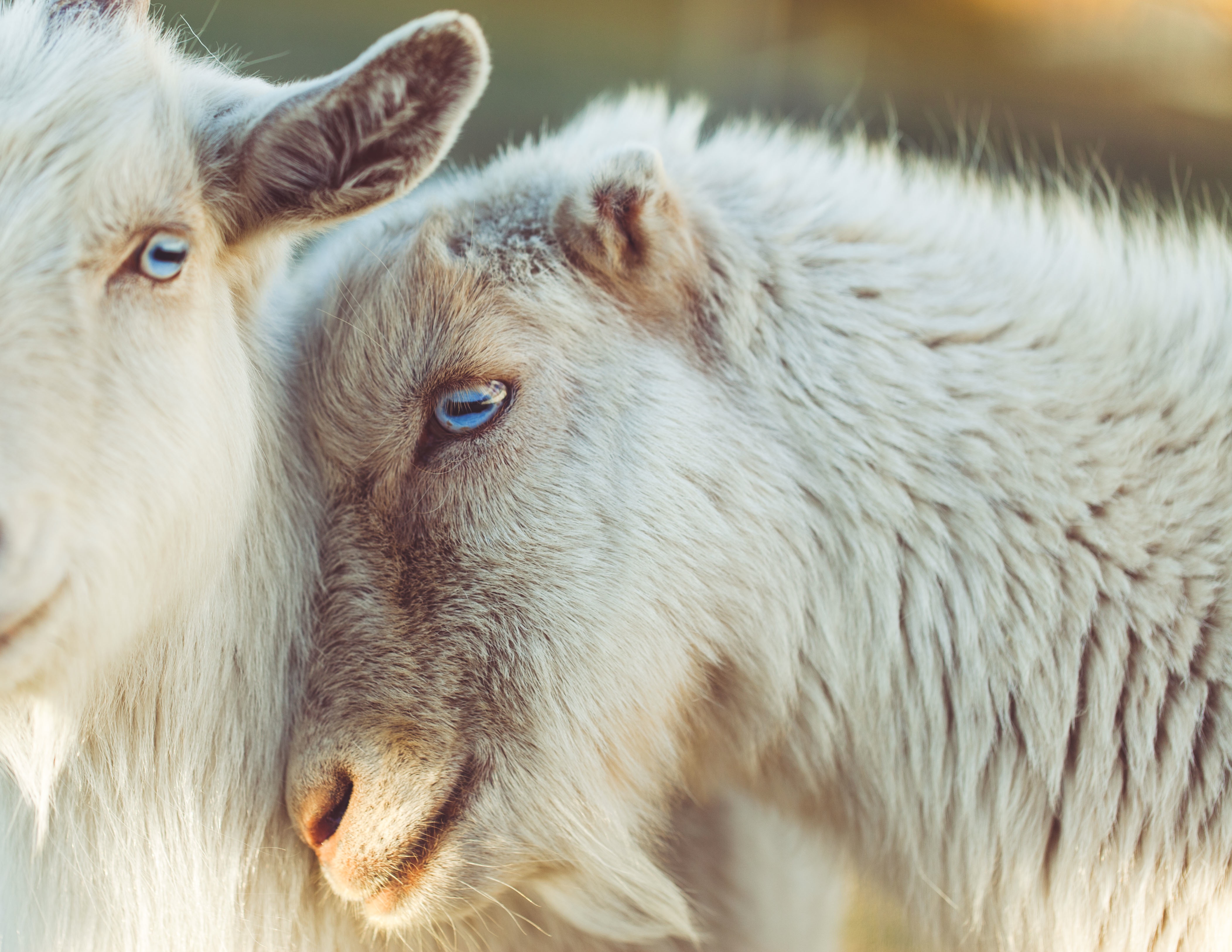 wallpapers animals, muzzle, blue eyed, goats