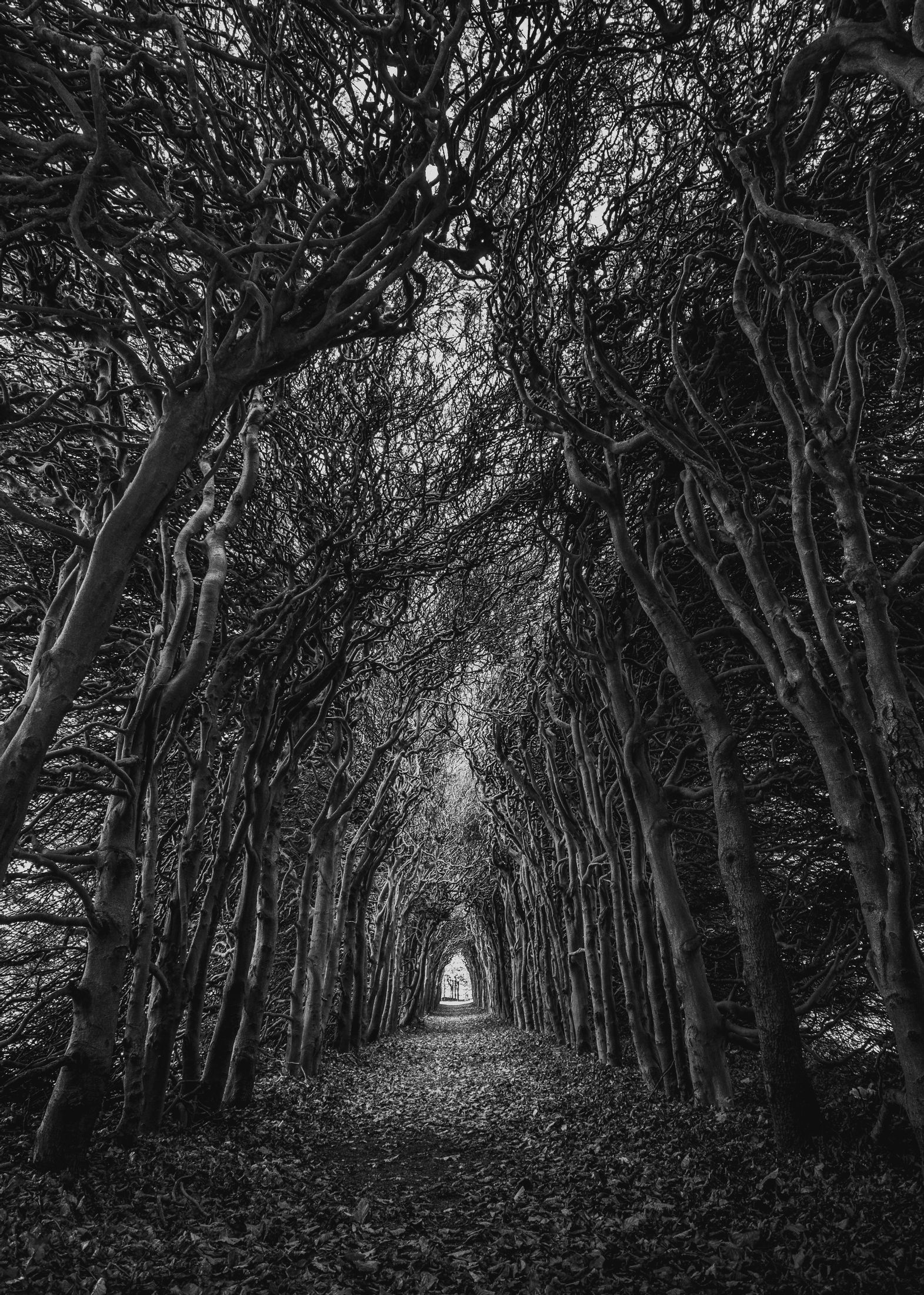 Download mobile wallpaper: Bw, Arch, Swirling, Involute, Trees