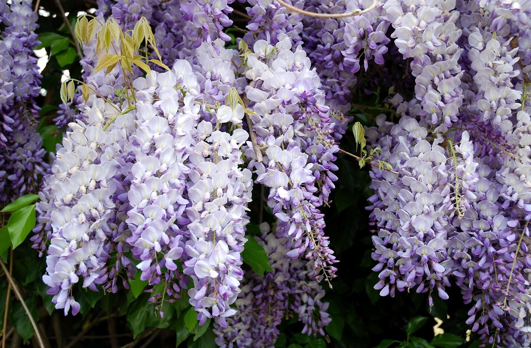 wisteria, leaves, branches, flowers home screen for smartphone