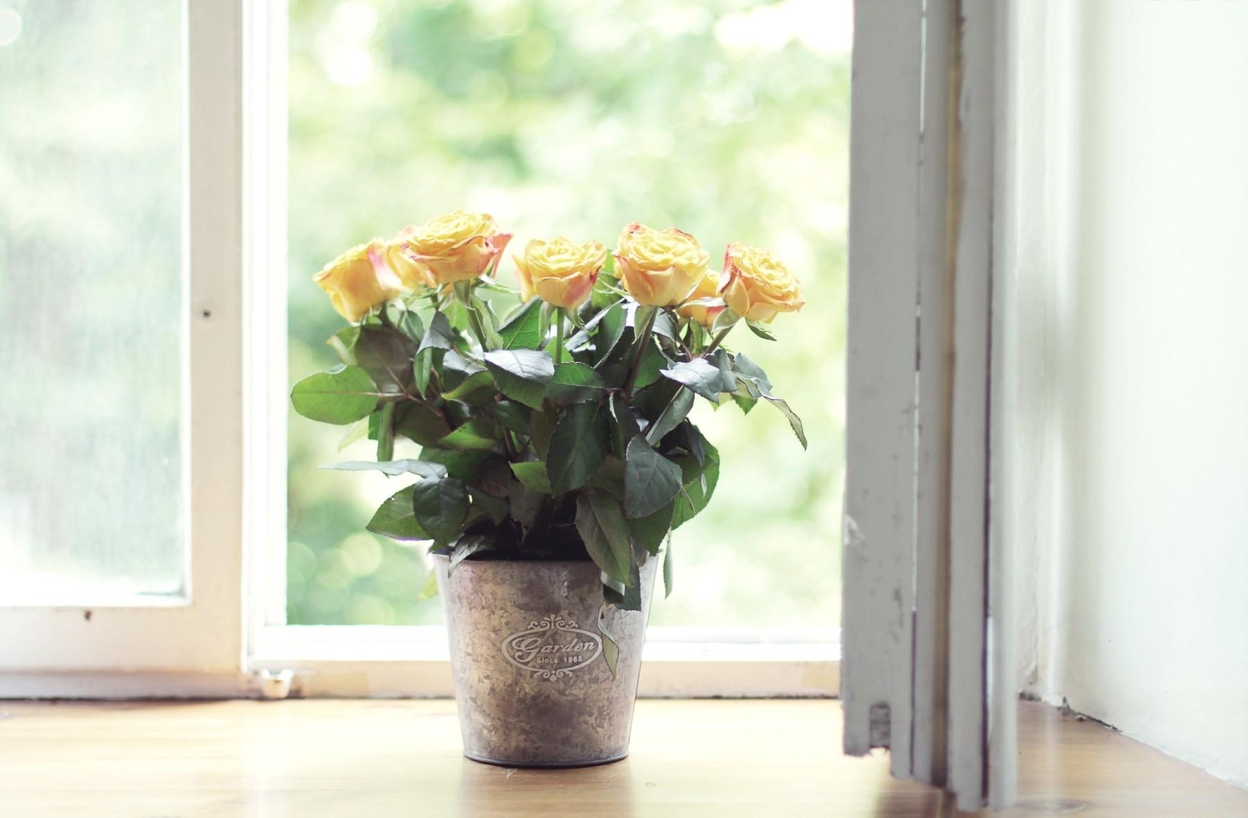 Handy-Wallpaper Roses, Blumen, Fenster, Topf kostenlos herunterladen.