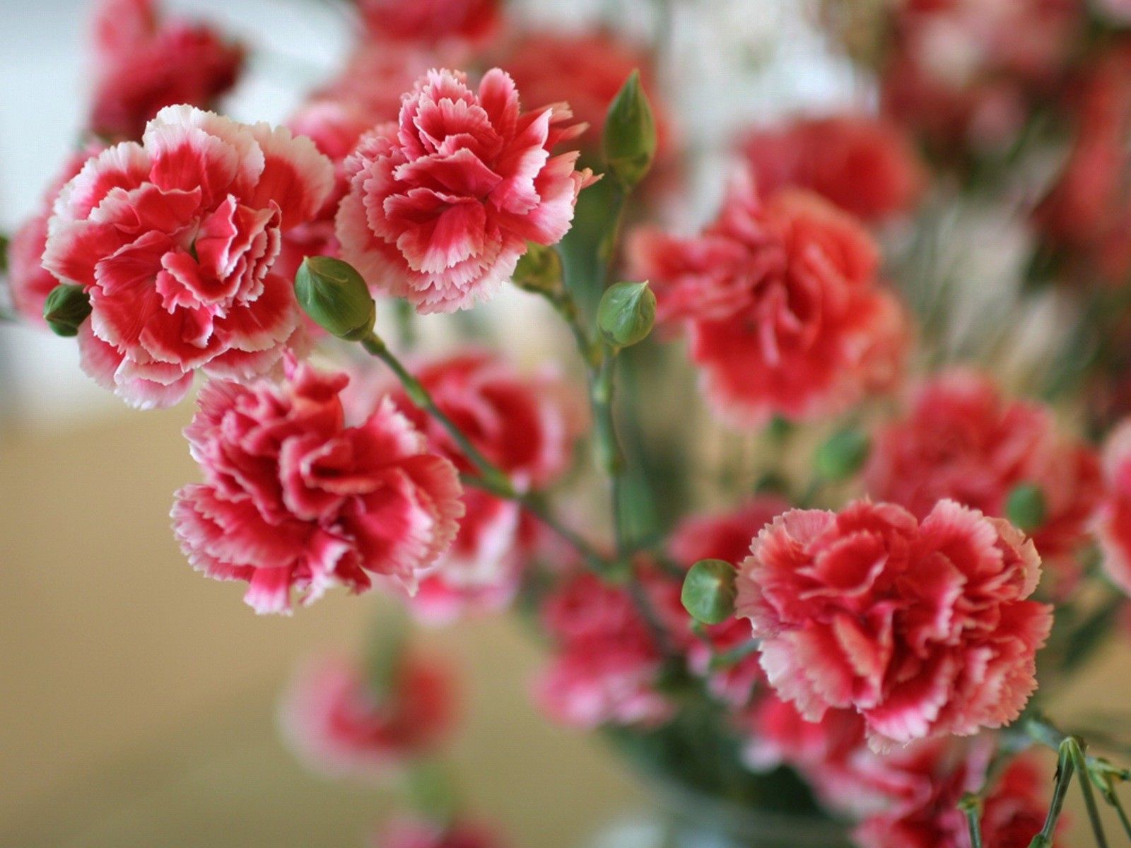 8k Carnations Images