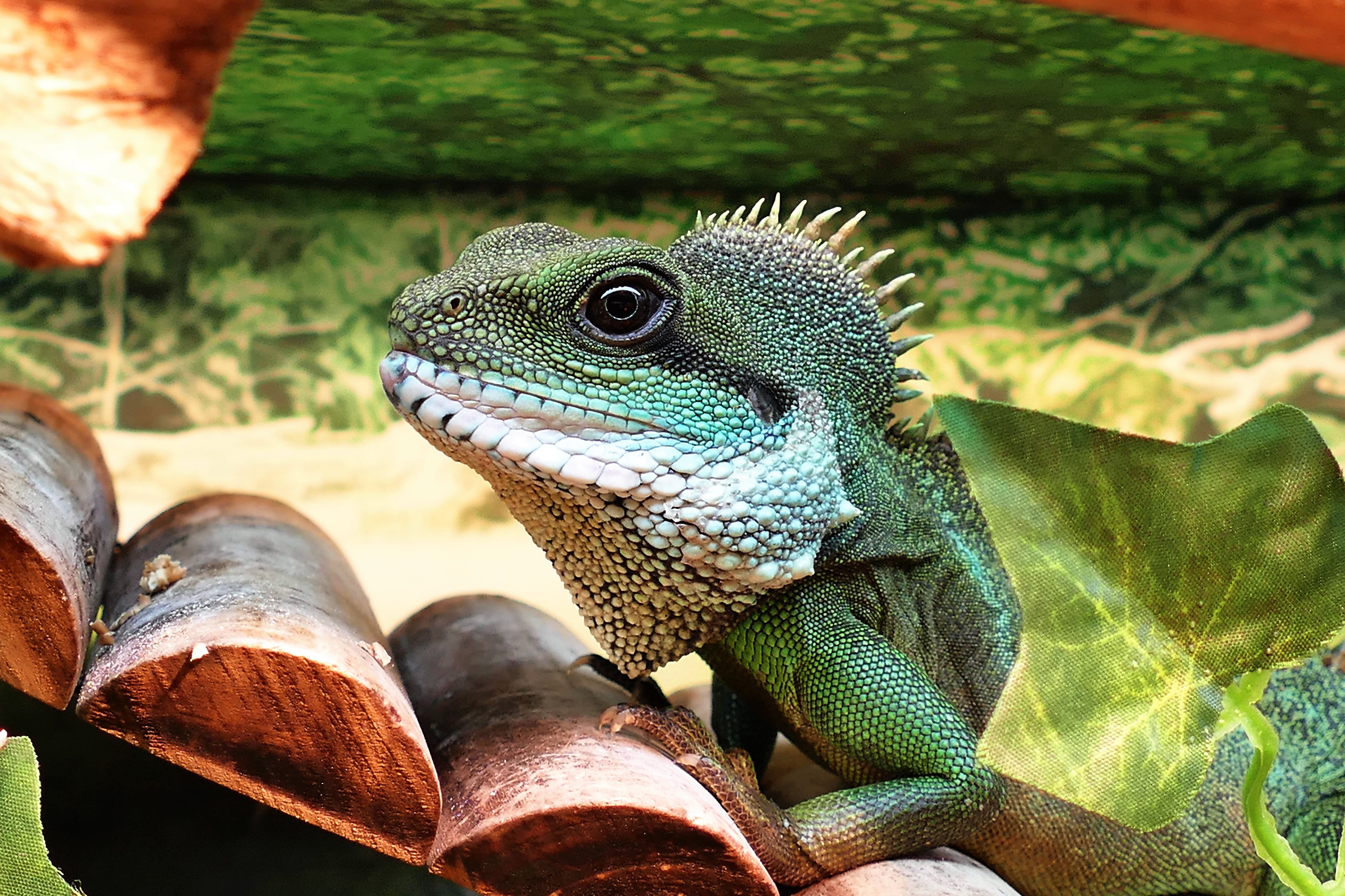 Laden Sie das Reptil, Tiere, Farbe, Eidechse, Reptile-Bild kostenlos auf Ihren PC-Desktop herunter