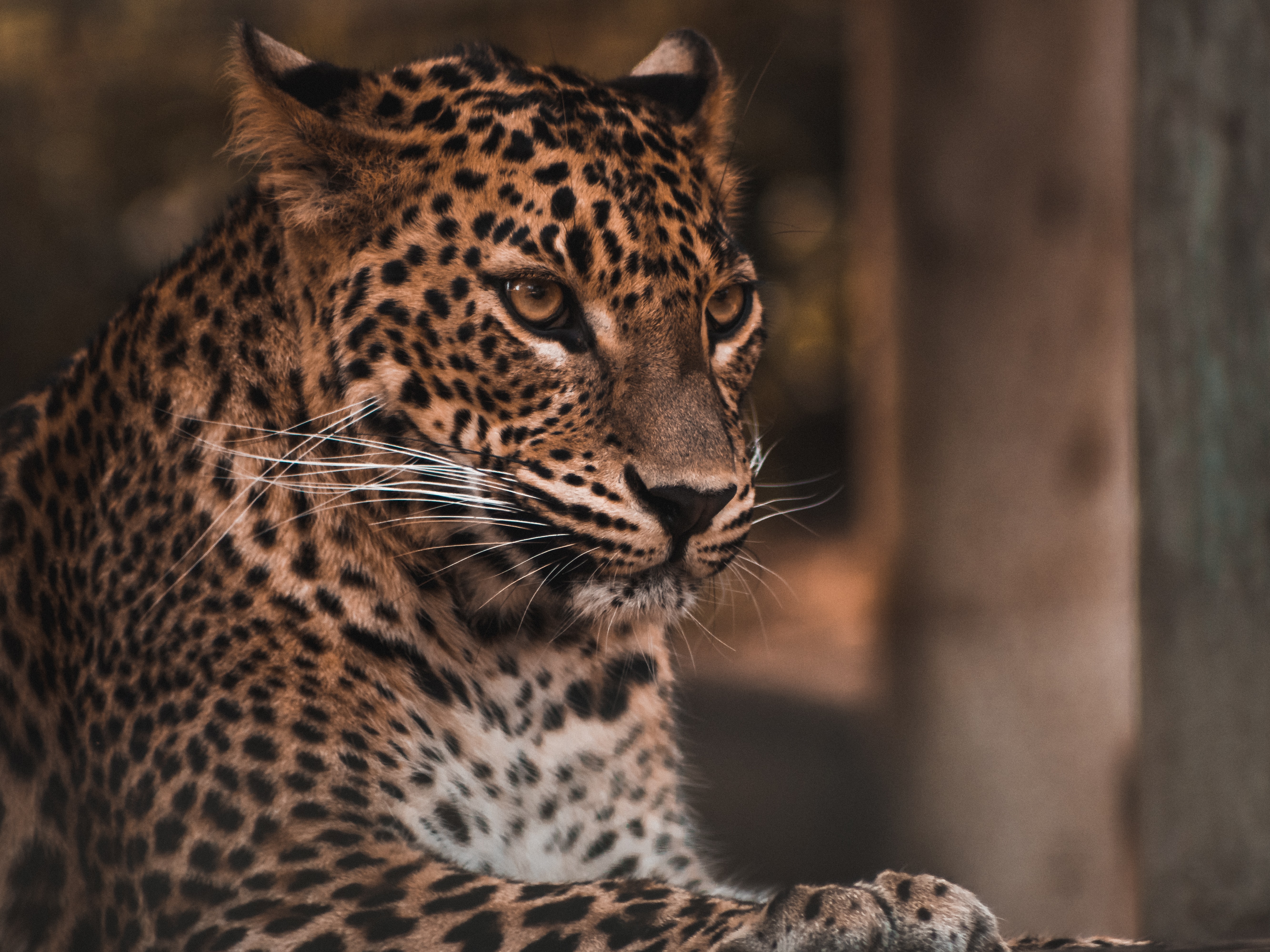 leopard, animals, predator, big cat, stains, spots, sight, opinion