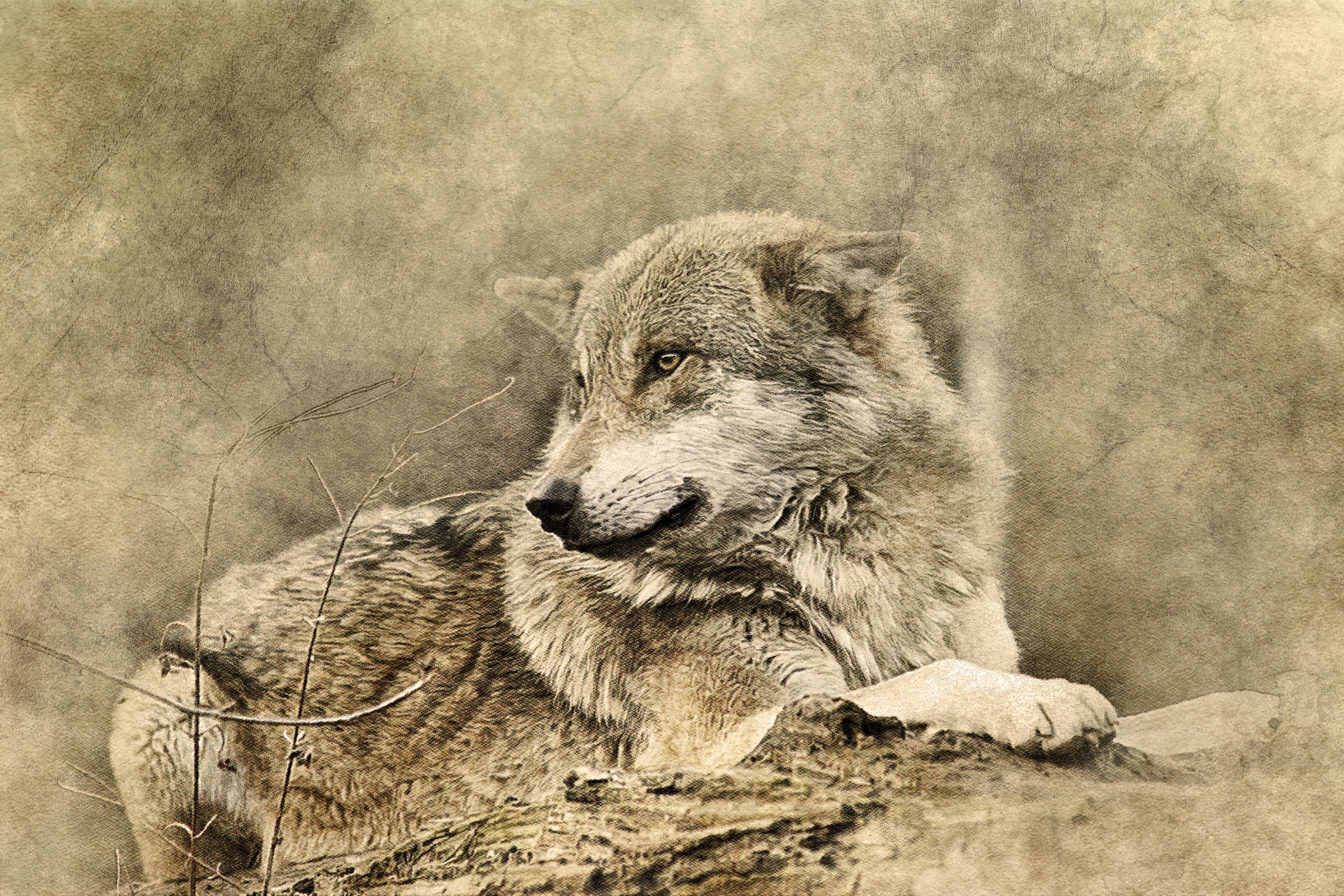 110873 Bild herunterladen tiere, kunst, raubtier, predator, wolf - Hintergrundbilder und Bildschirmschoner kostenlos