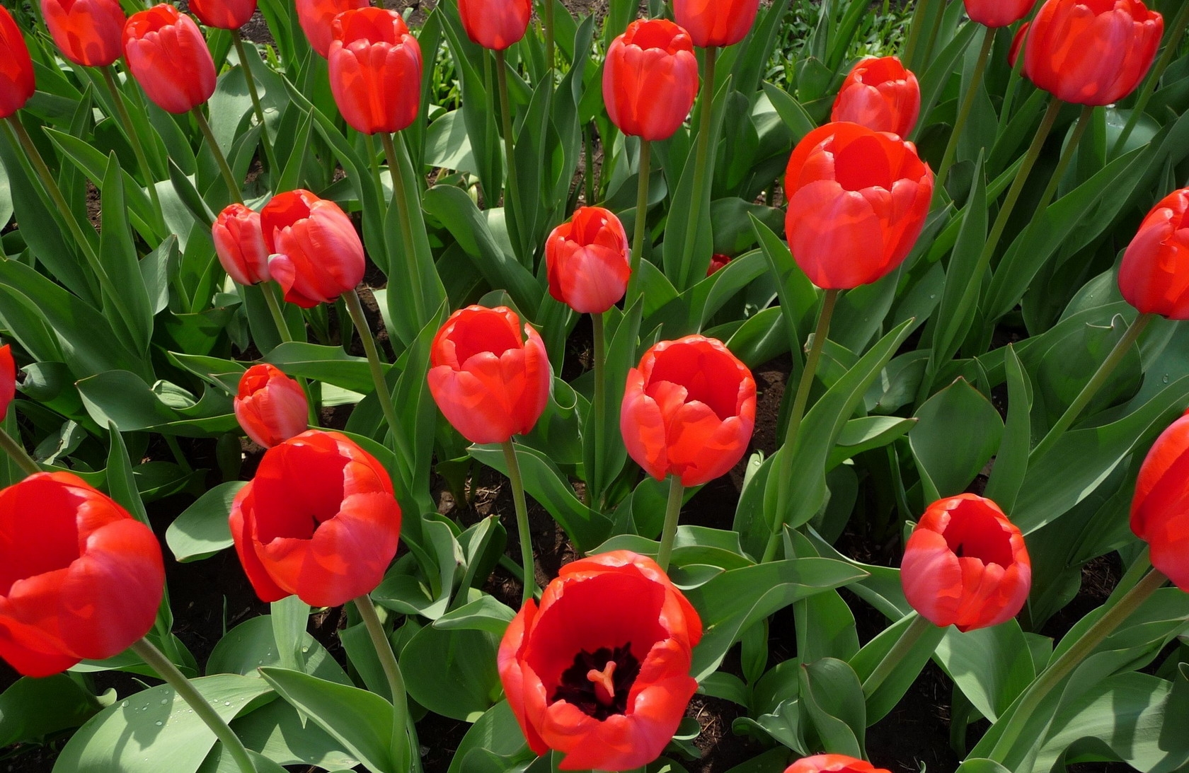 Laden Sie das Blumen, Tulpen, Blumenbeet, Frühling-Bild kostenlos auf Ihren PC-Desktop herunter