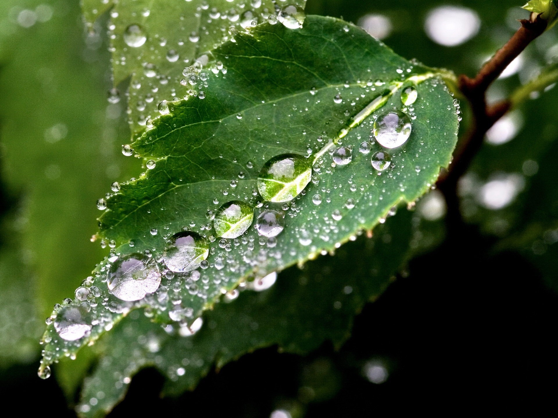 drops, green, macro, wood, tree, wet, sheet, leaf, humid 4K