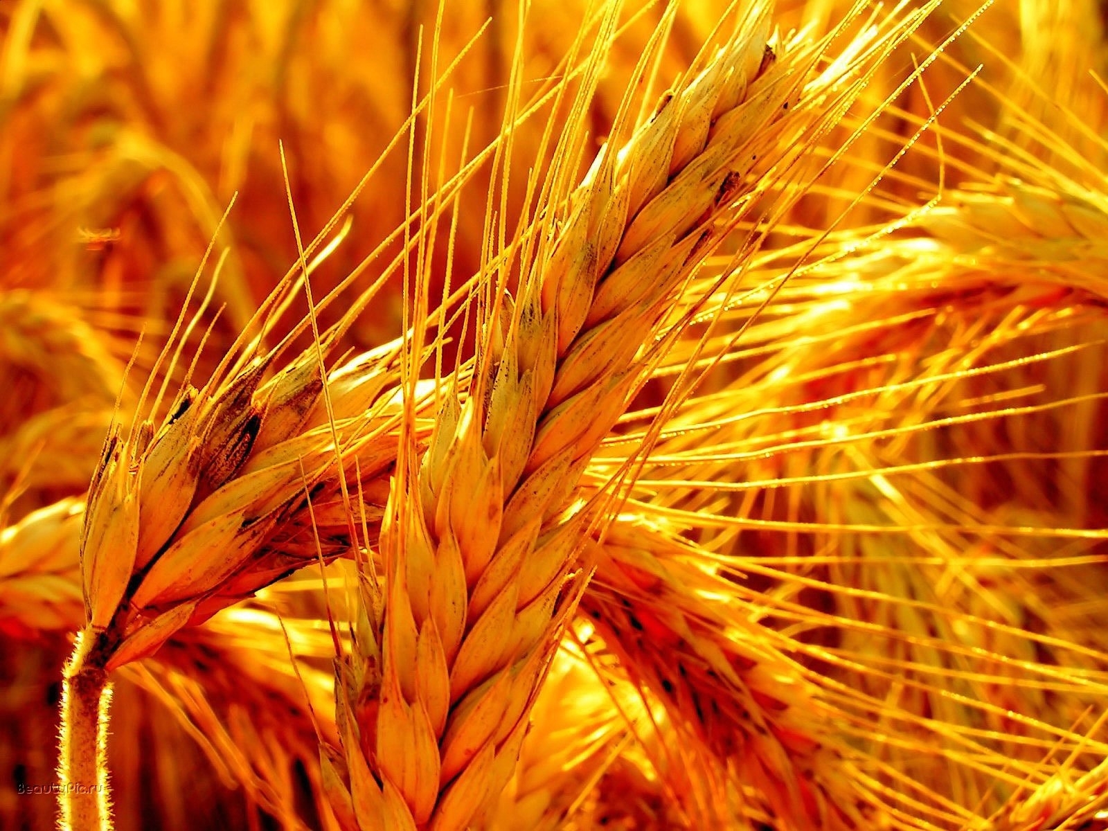 8953 Bildschirmschoner und Hintergrundbilder Weizen auf Ihrem Telefon. Laden Sie pflanzen, weizen, orange Bilder kostenlos herunter