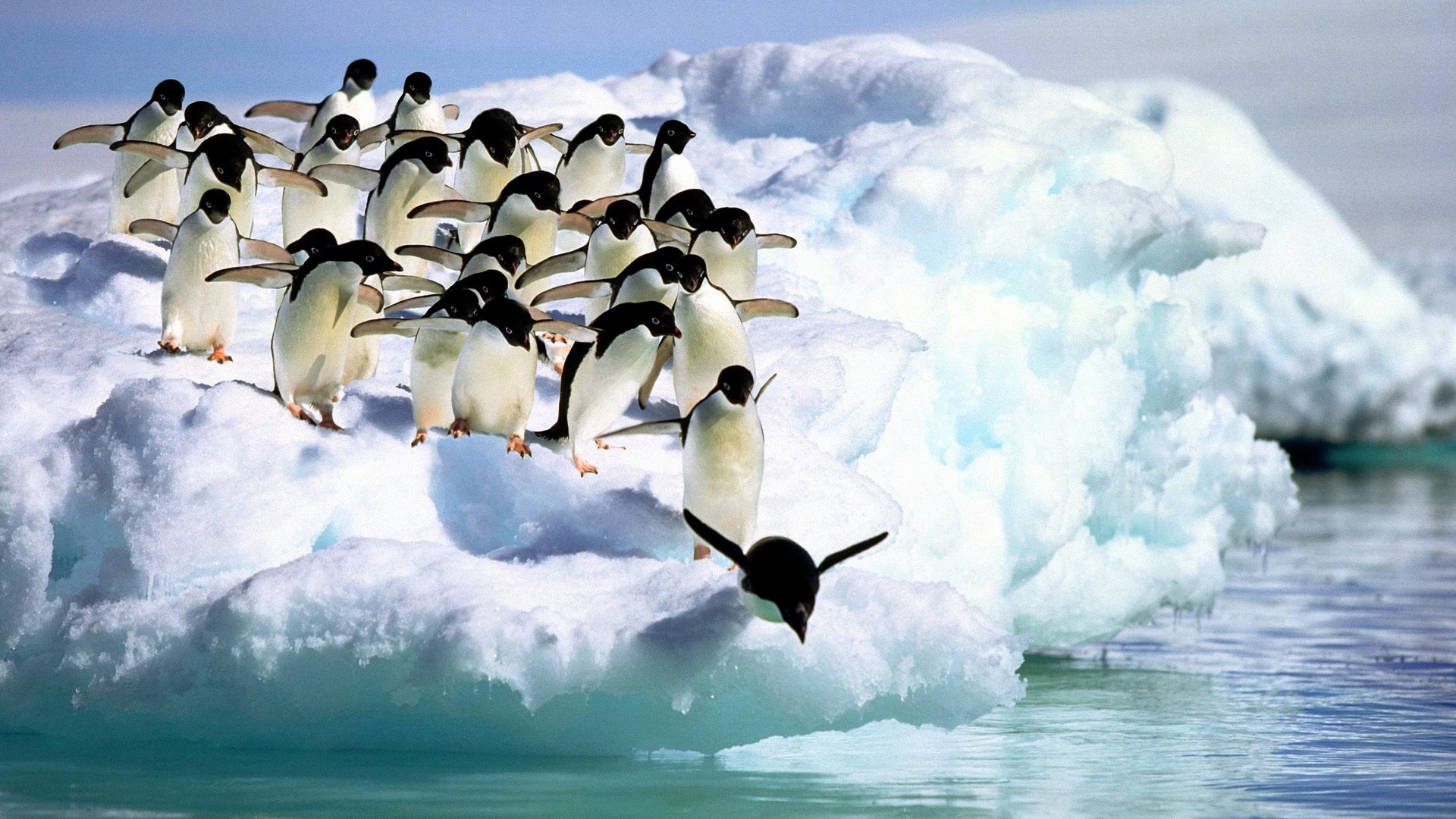 151038 Hintergrundbild herunterladen tiere, wasser, pinguins, schnee - Bildschirmschoner und Bilder kostenlos