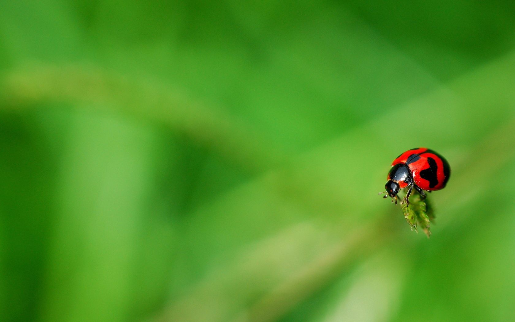 141702 Bildschirmschoner und Hintergrundbilder Ladybird auf Ihrem Telefon. Laden Sie insekt, grass, oberfläche, makro Bilder kostenlos herunter