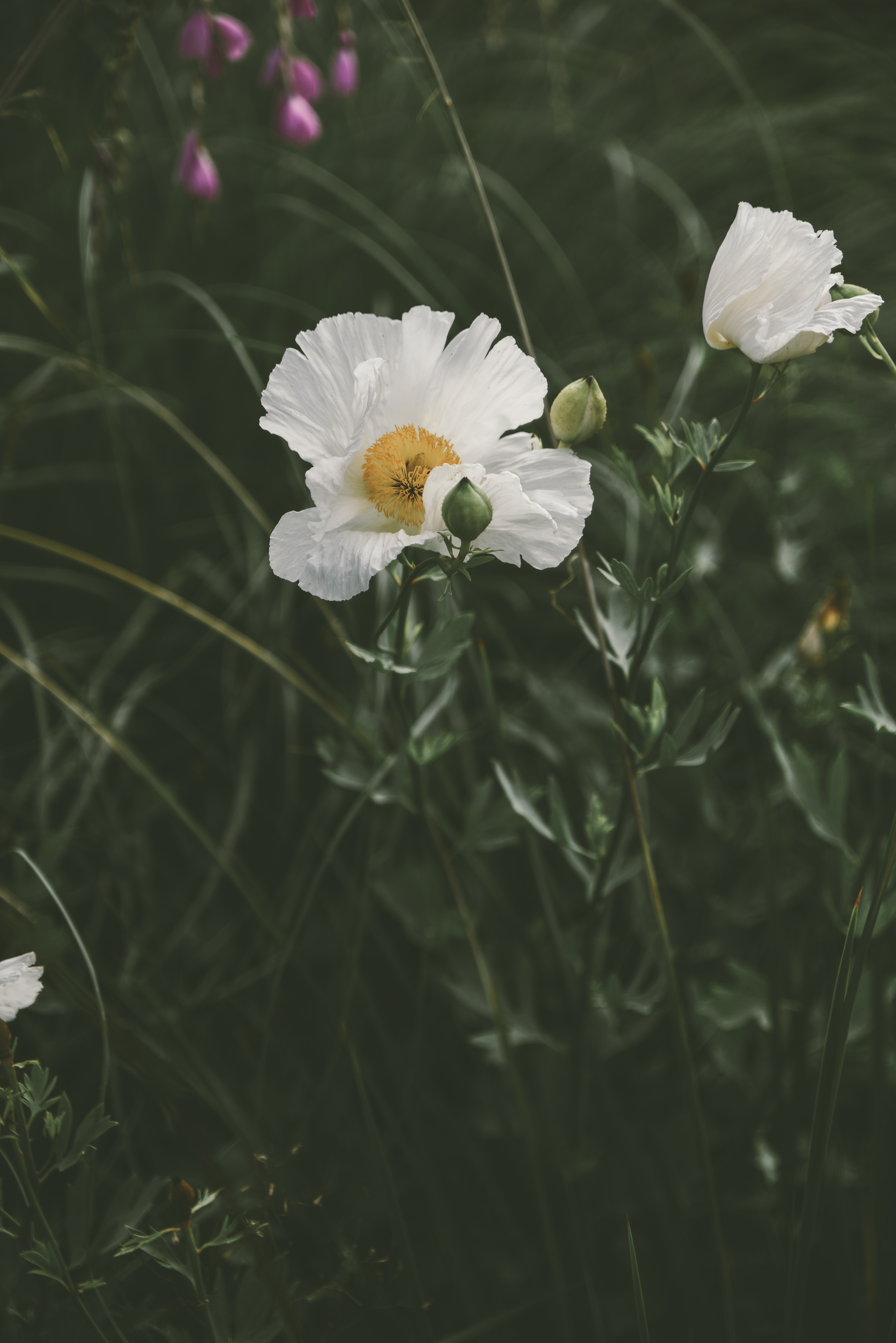 99774 Bildschirmschoner und Hintergrundbilder Blumenbeet auf Ihrem Telefon. Laden Sie grass, mohn, blume, blühenden Bilder kostenlos herunter