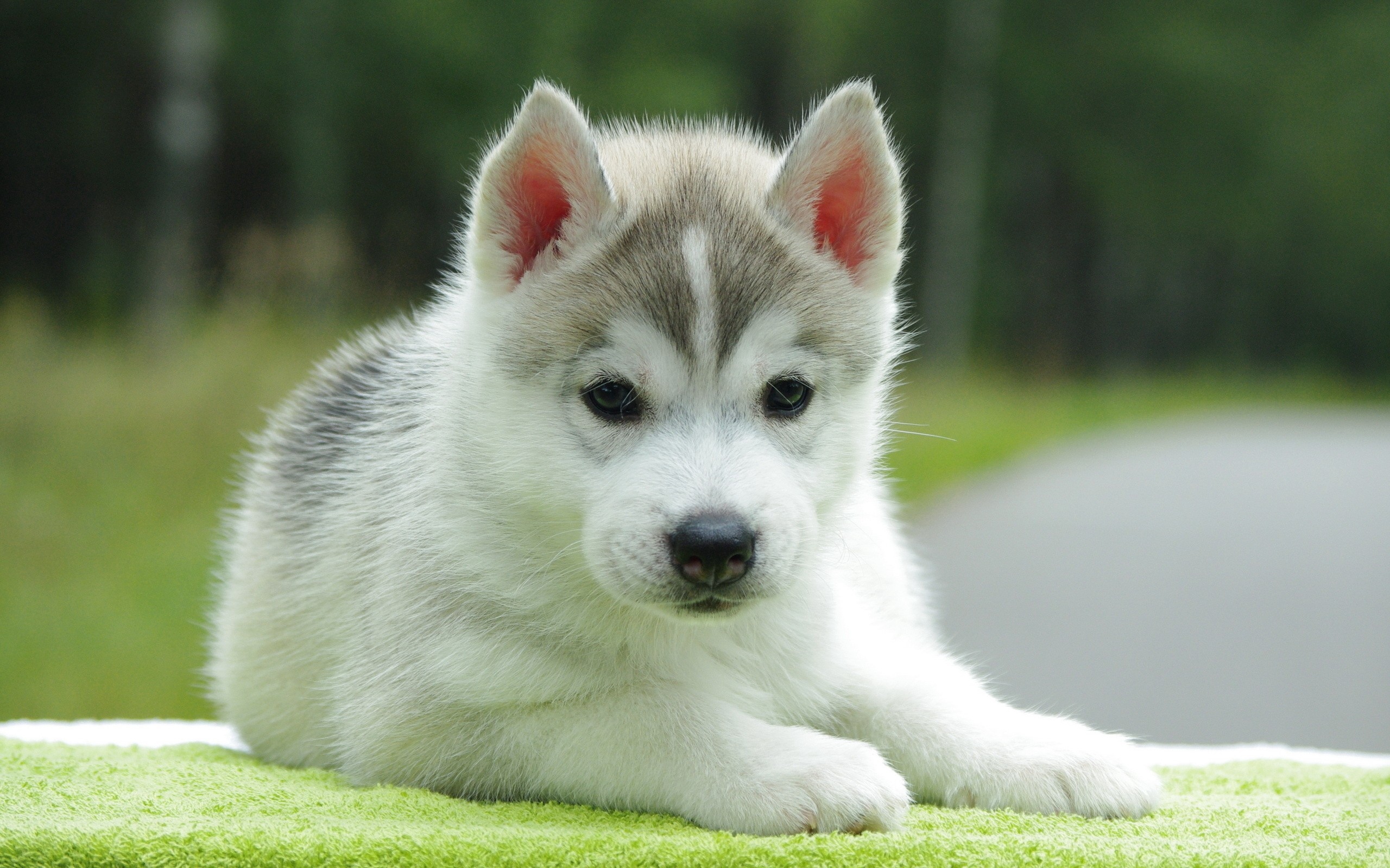 husky, sweetheart, animals, to lie down Ultrawide Wallpapers