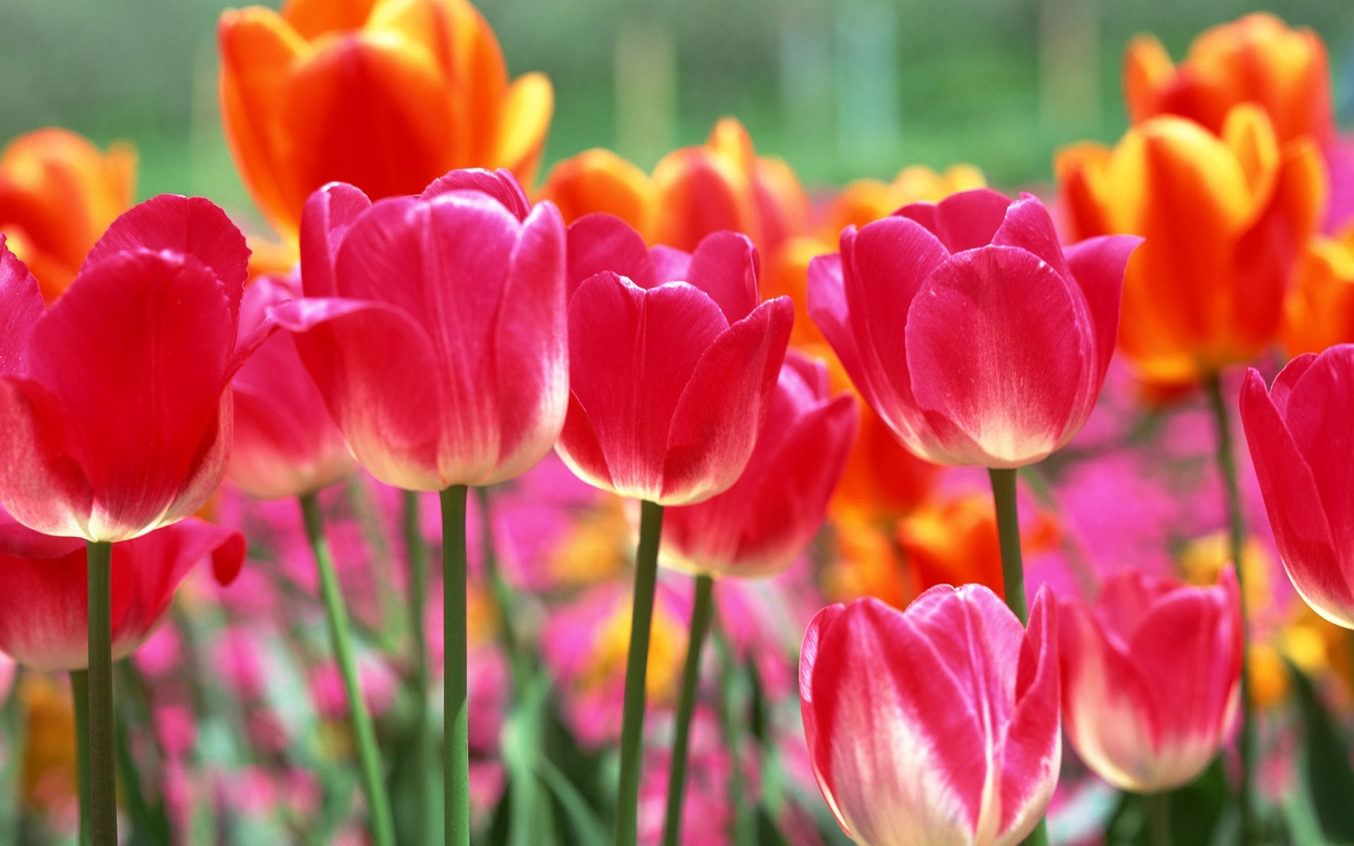 43900 Bild herunterladen tulpen, blumen, pflanzen, rot - Hintergrundbilder und Bildschirmschoner kostenlos