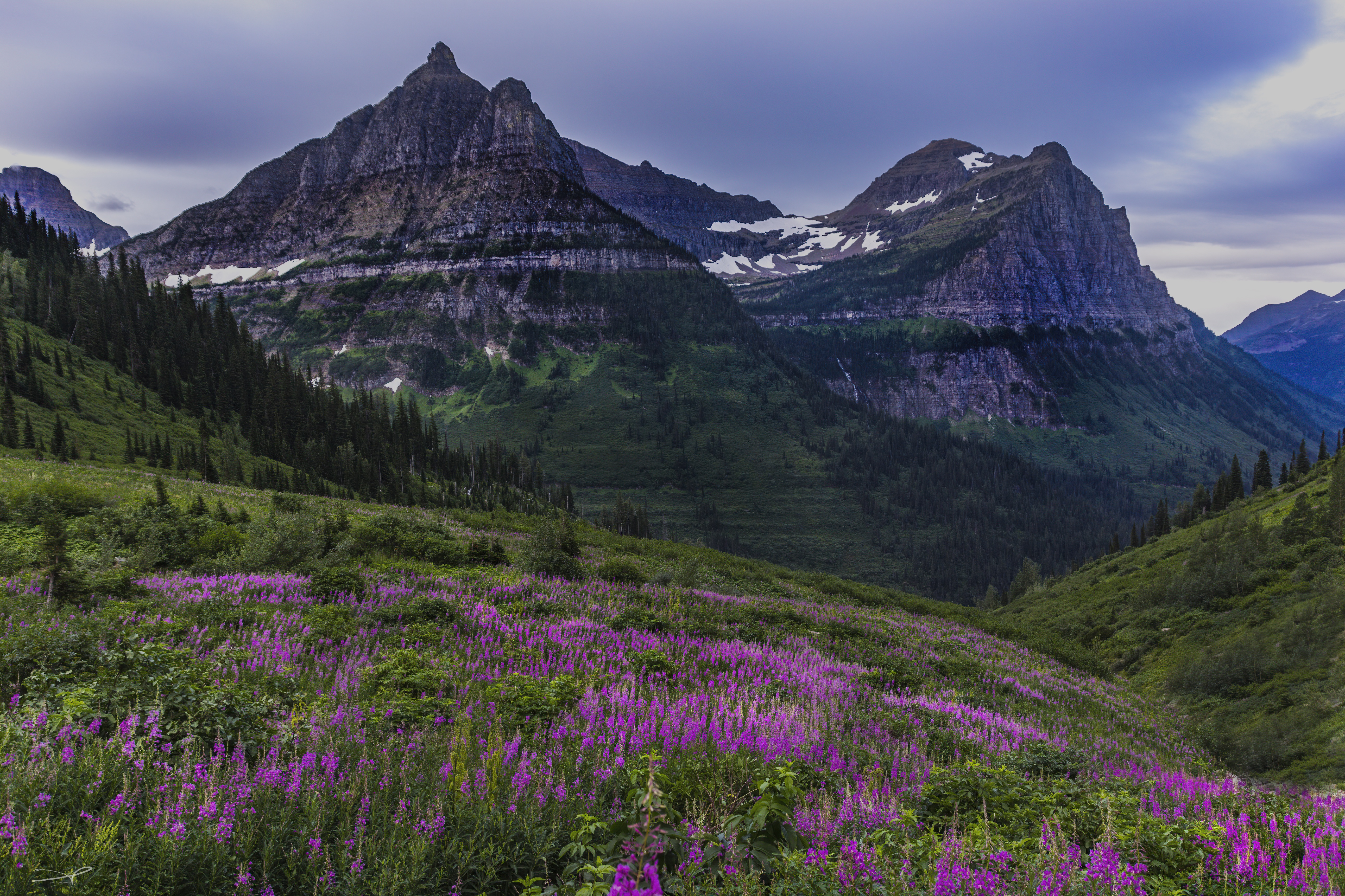 earth, mountain, alps, fireweed, flower, meadow, spruce, mountains HD wallpaper