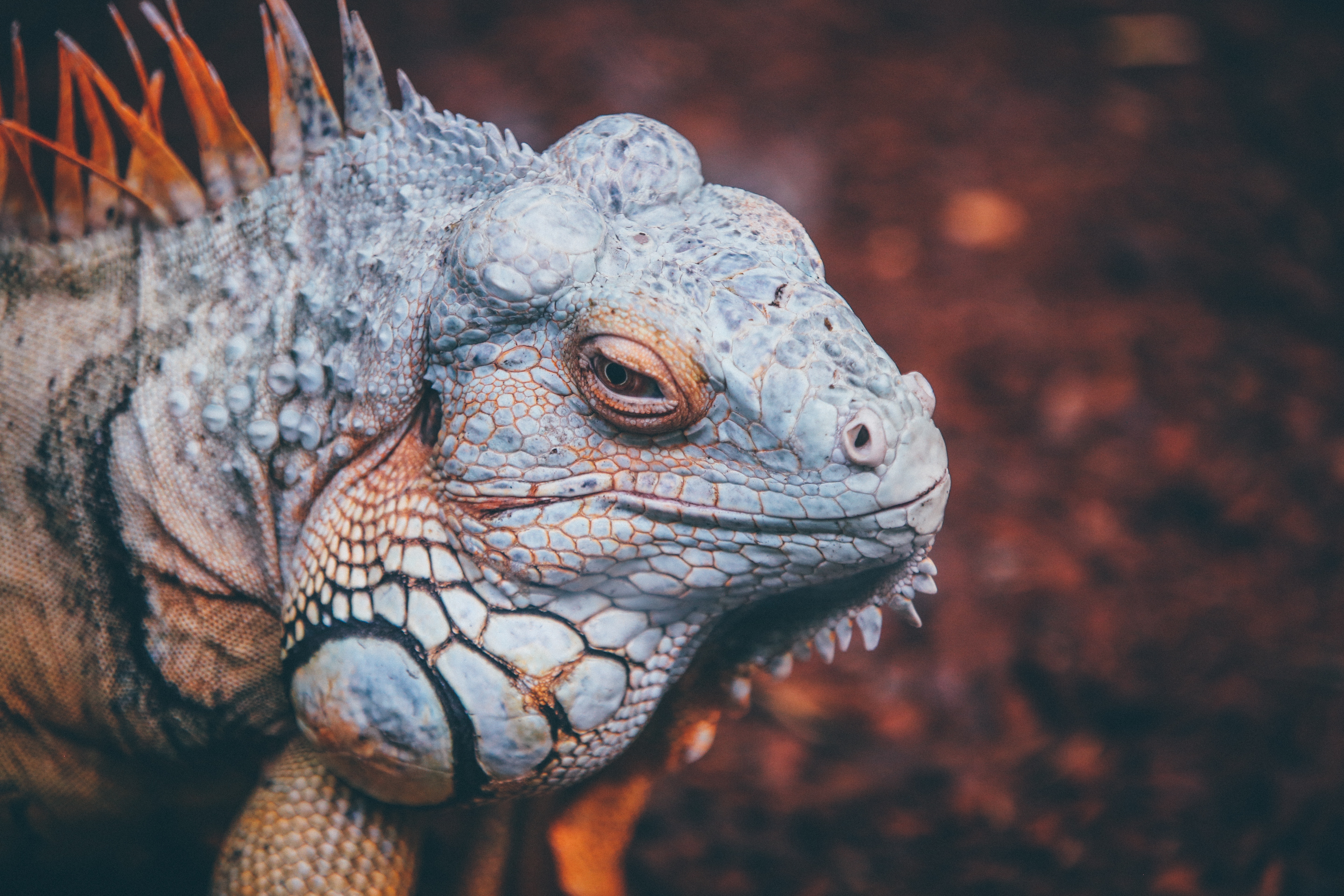 Laden Sie das Tiere, Reptil, Reptile, Waage, Skala, Iguana, Leguan-Bild kostenlos auf Ihren PC-Desktop herunter