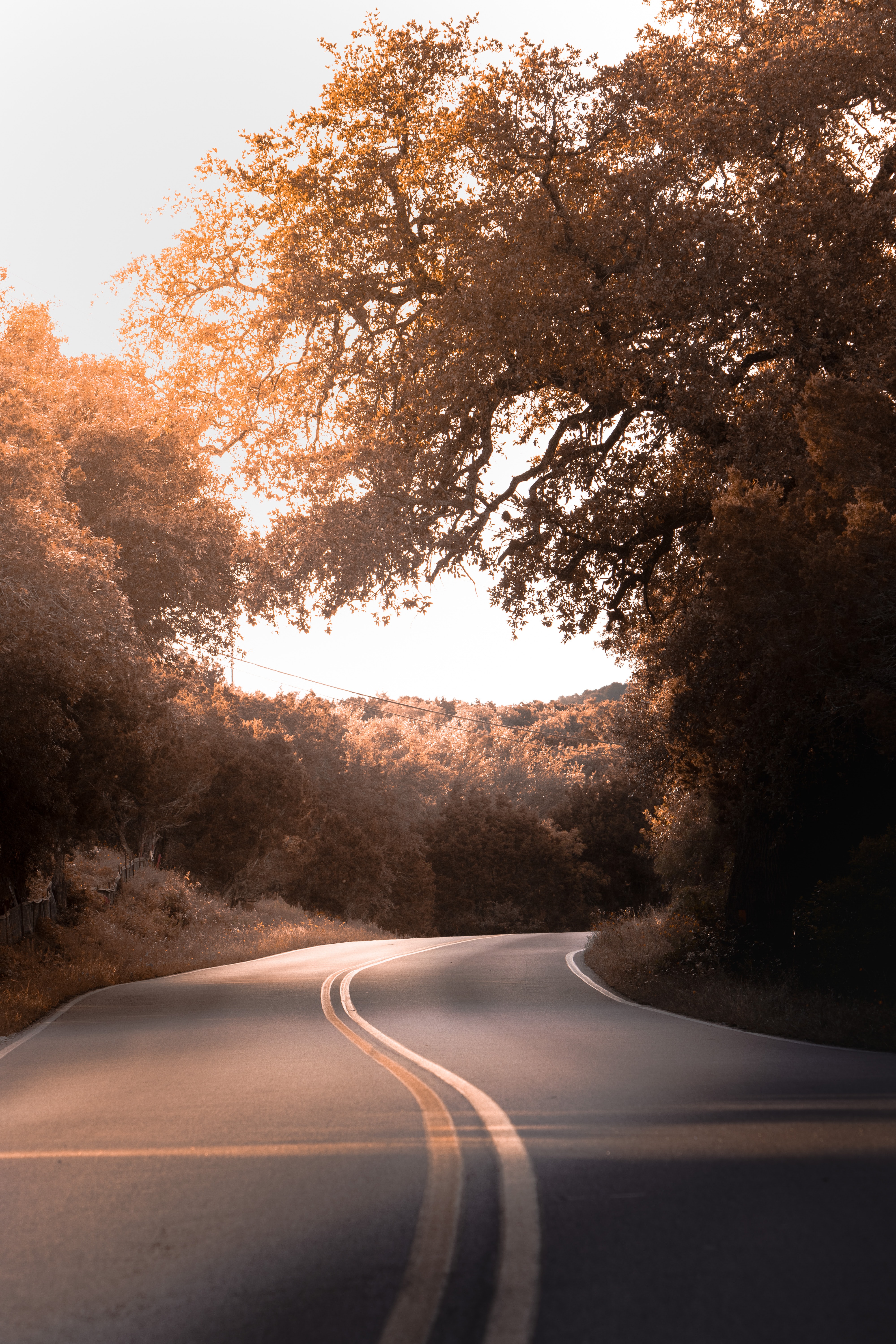 nature, trees, road, markup Bush HQ Background Images