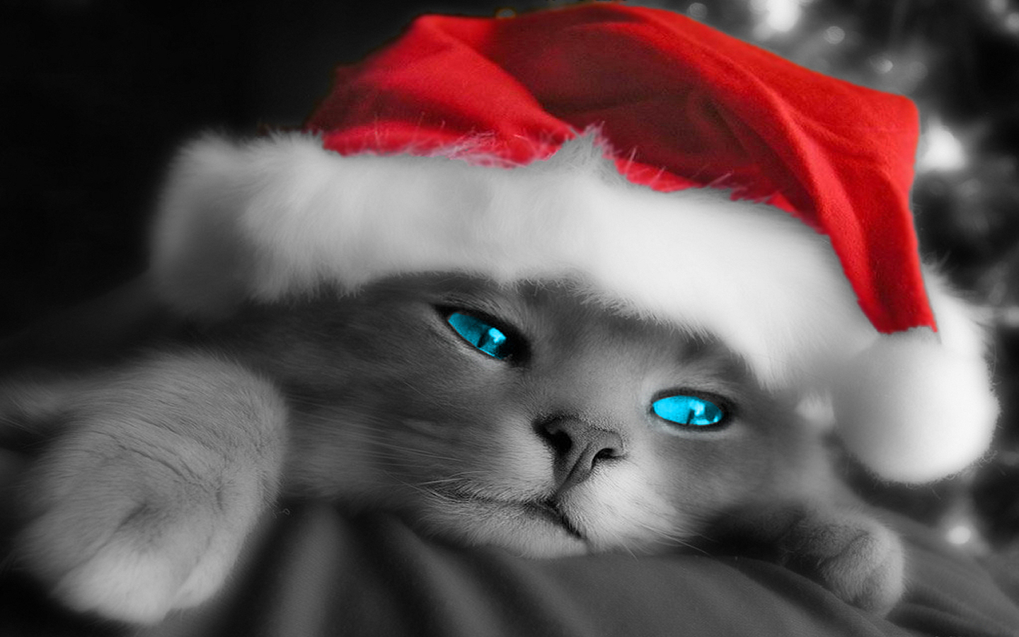 1435385壁紙のダウンロード動物, ネコ, 青い目, クリスマス, サンタハット-スクリーンセーバーと写真を無料で