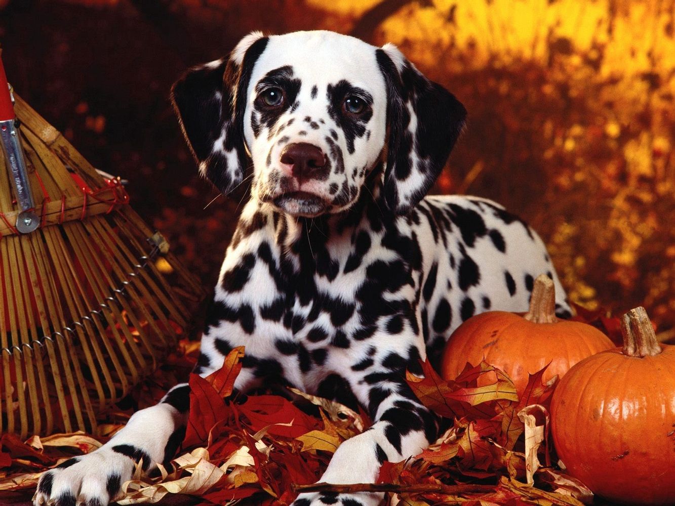 Download mobile wallpaper Dalmatians, Dalmatian, Foliage, Breed