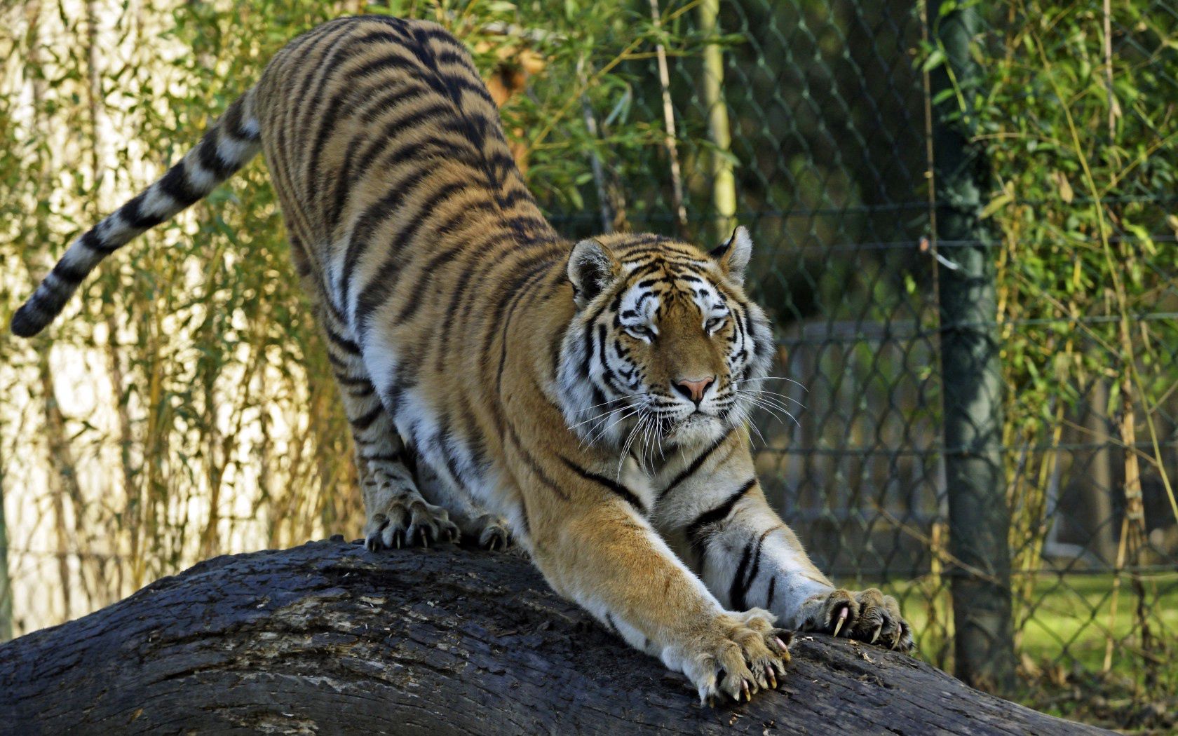 89760 Заставки и Обои Тигр на телефон. Скачать большая кошка, животные, хищник, амурский тигр картинки бесплатно