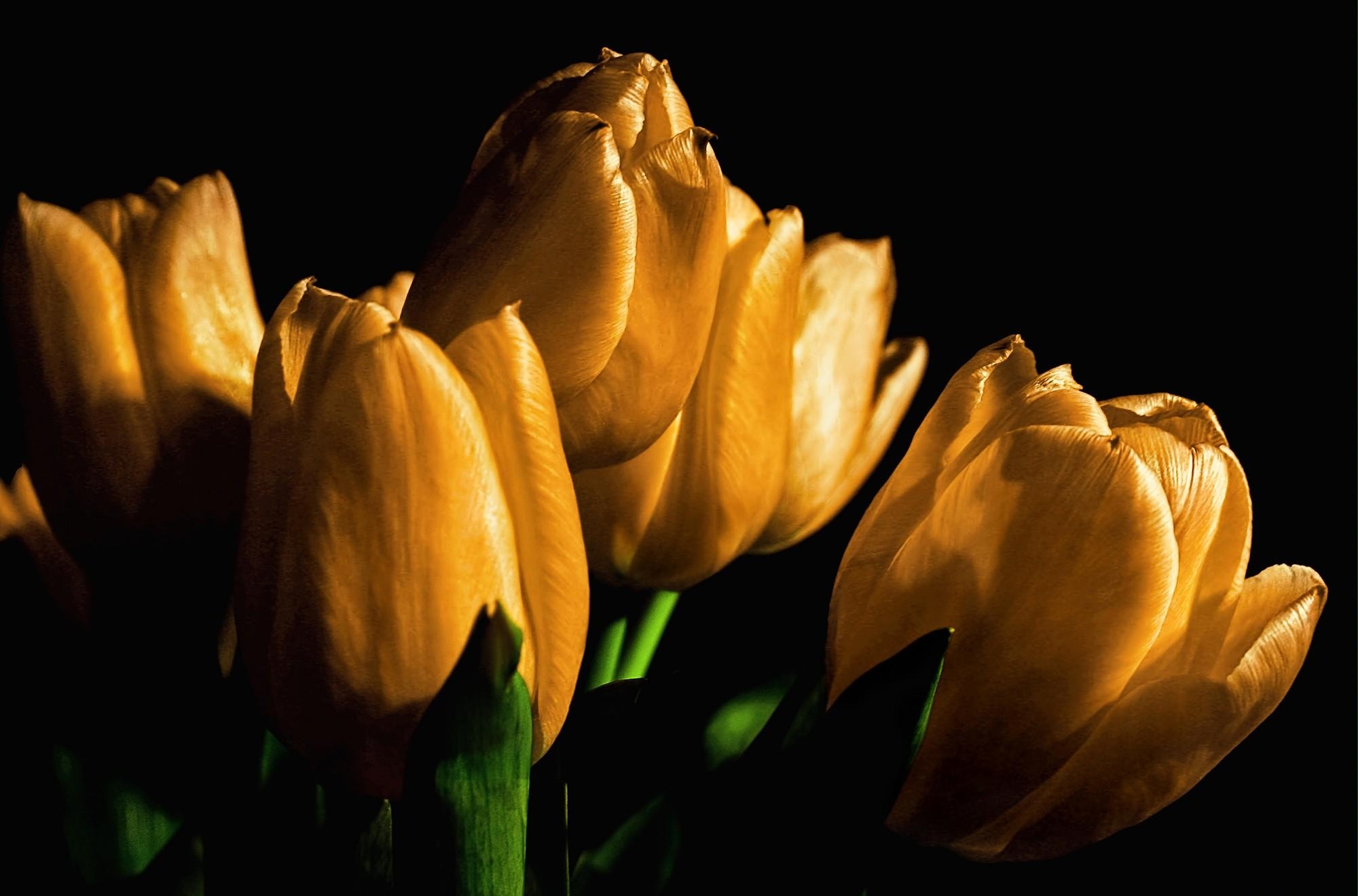buds, flowers, tulips, yellow, shine, light, black background