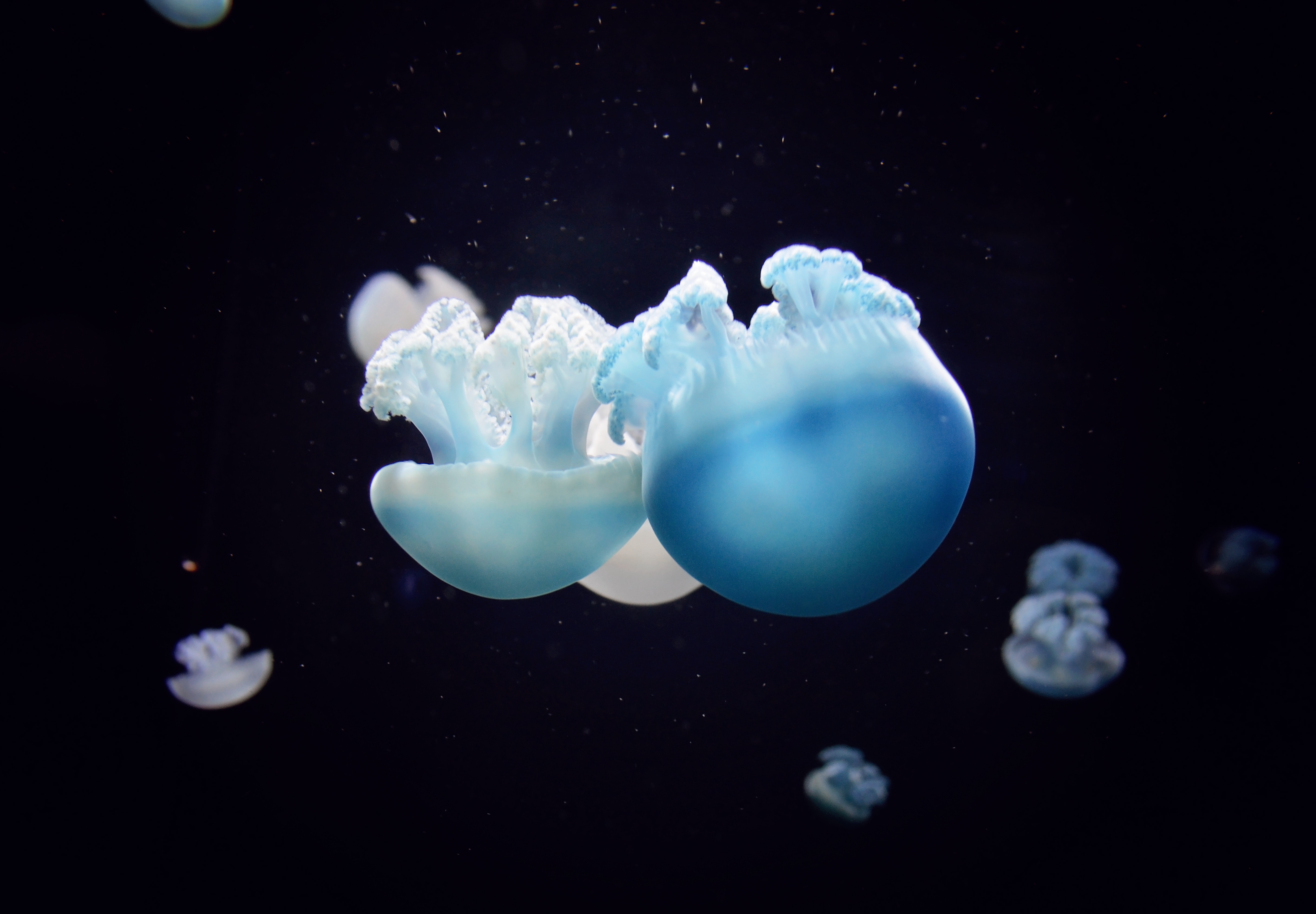 Laden Sie das Tiere, Jellyfish, Schwimmen, Nahaufnahme, Unterwasserwelt-Bild kostenlos auf Ihren PC-Desktop herunter