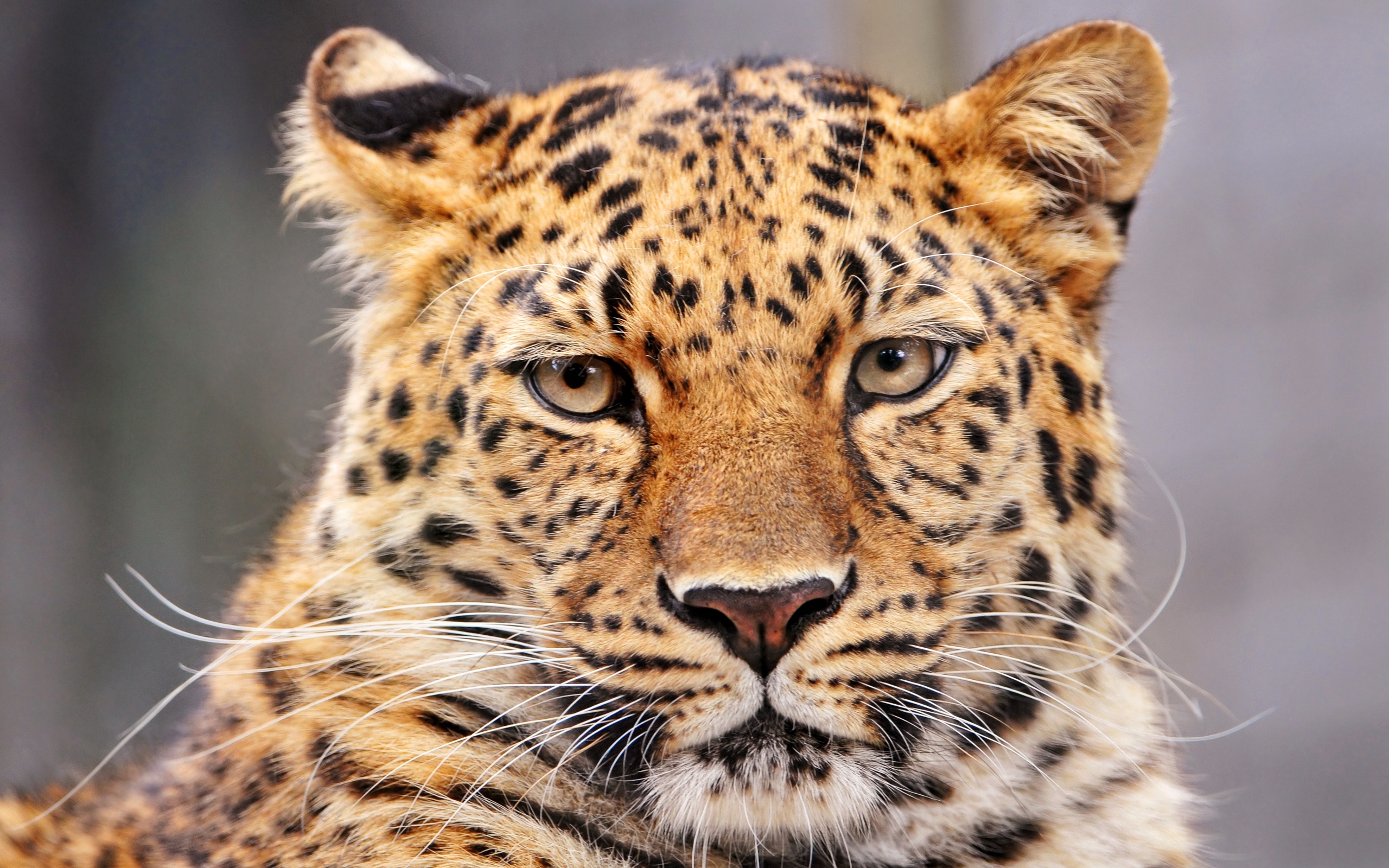40516 Salvapantallas y fondos de pantalla Leopardos en tu teléfono. Descarga imágenes de animales, naranja gratis