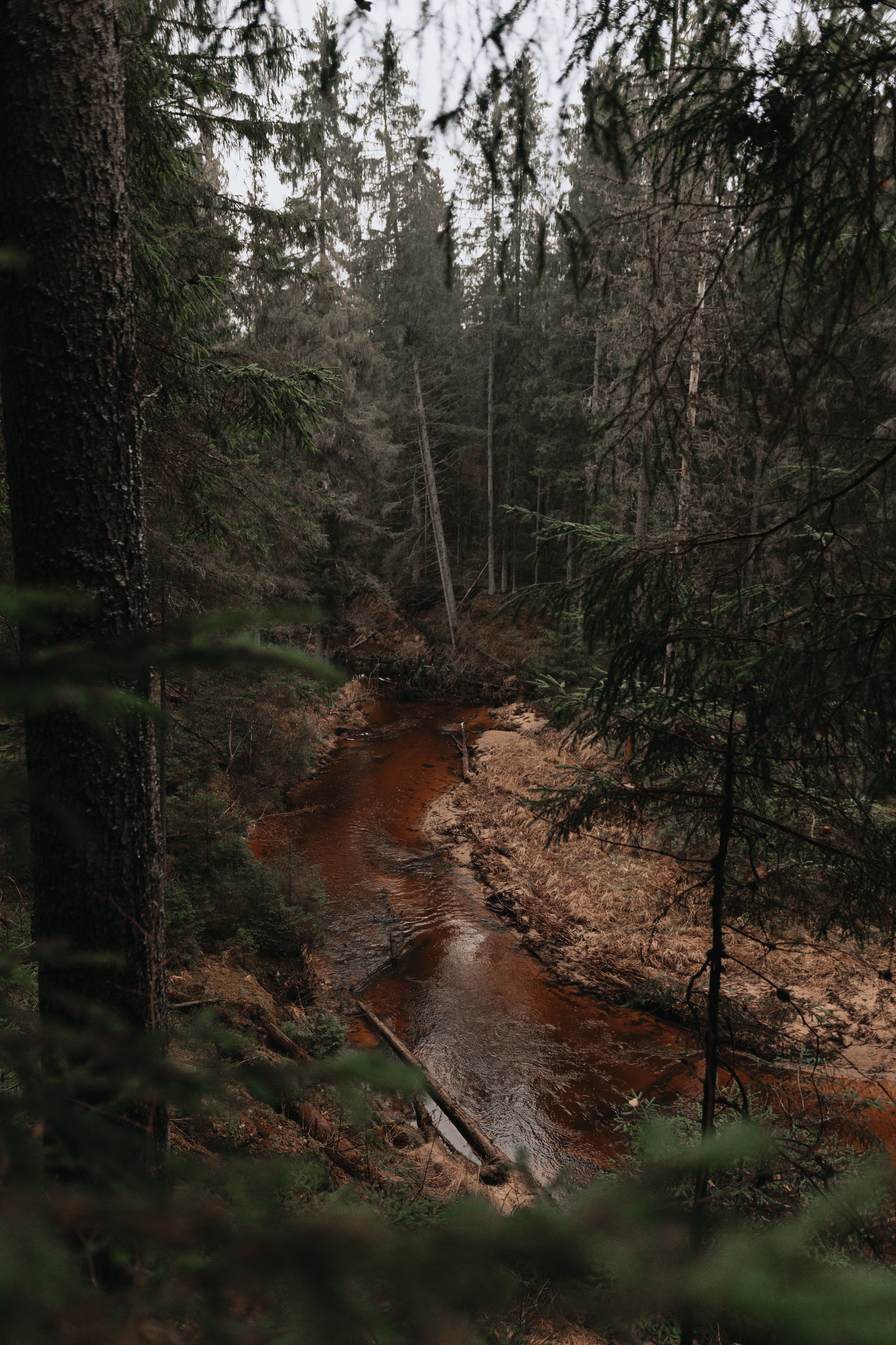 Mobile wallpaper rivers, nature, trees, pine, forest