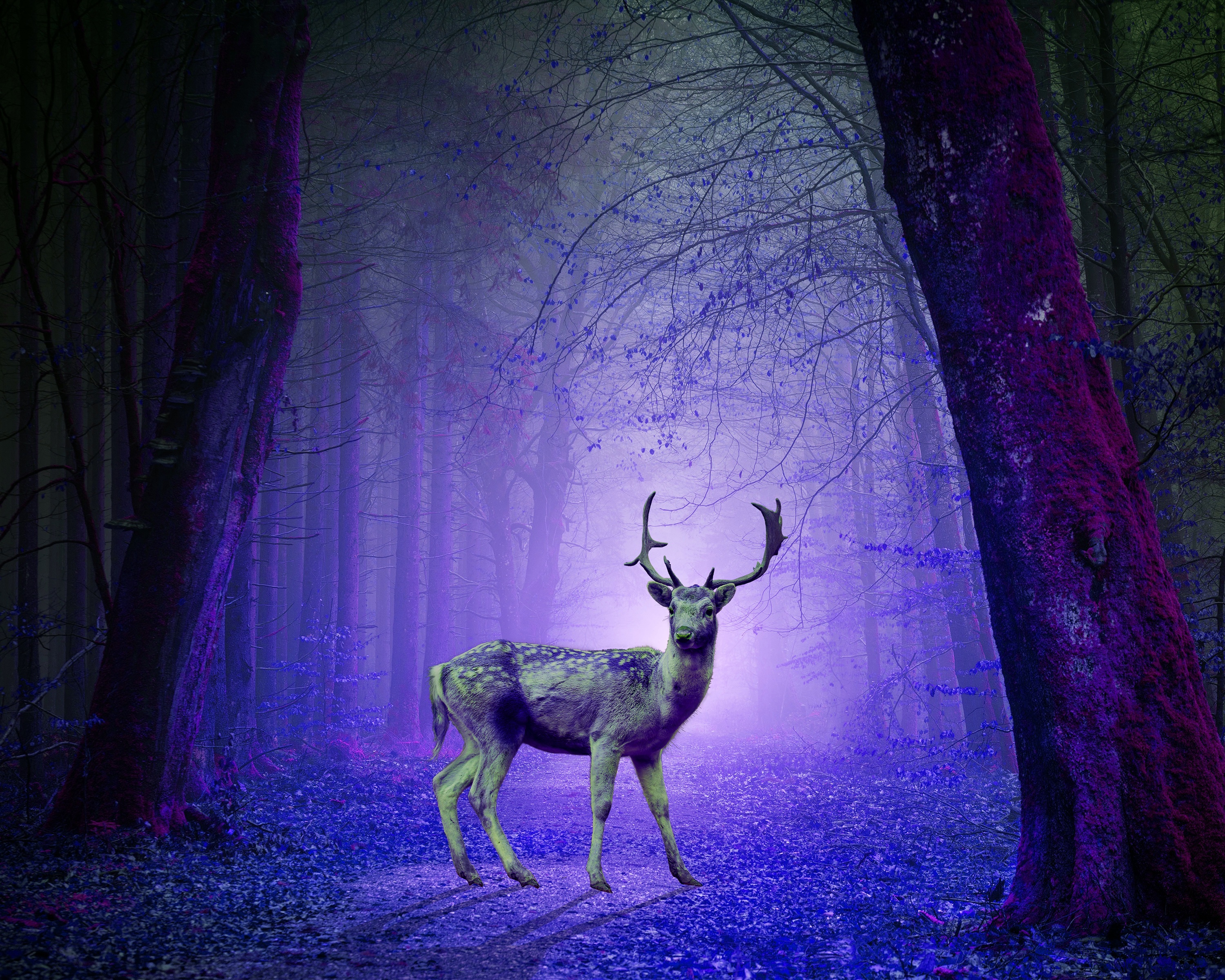 photoshop, violet, deer, purple, animals, forest, mystical, mystic HD wallpaper