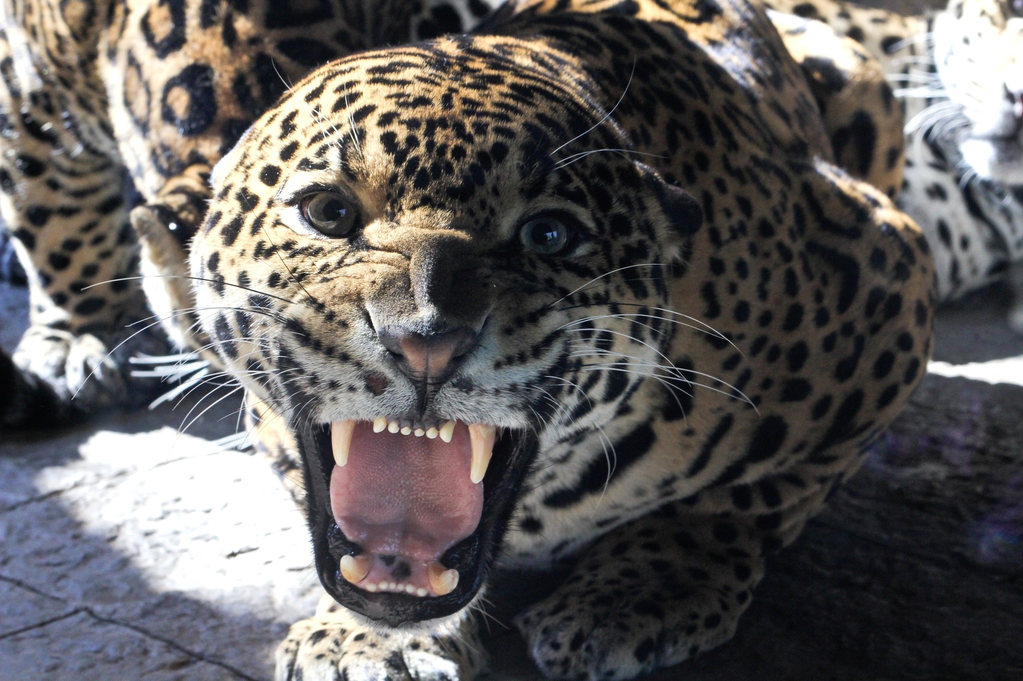 97410 Bild herunterladen tiere, jaguar, grinsen, grin, schnauze, große katze, big cat, sicht, meinung, zähne - Hintergrundbilder und Bildschirmschoner kostenlos