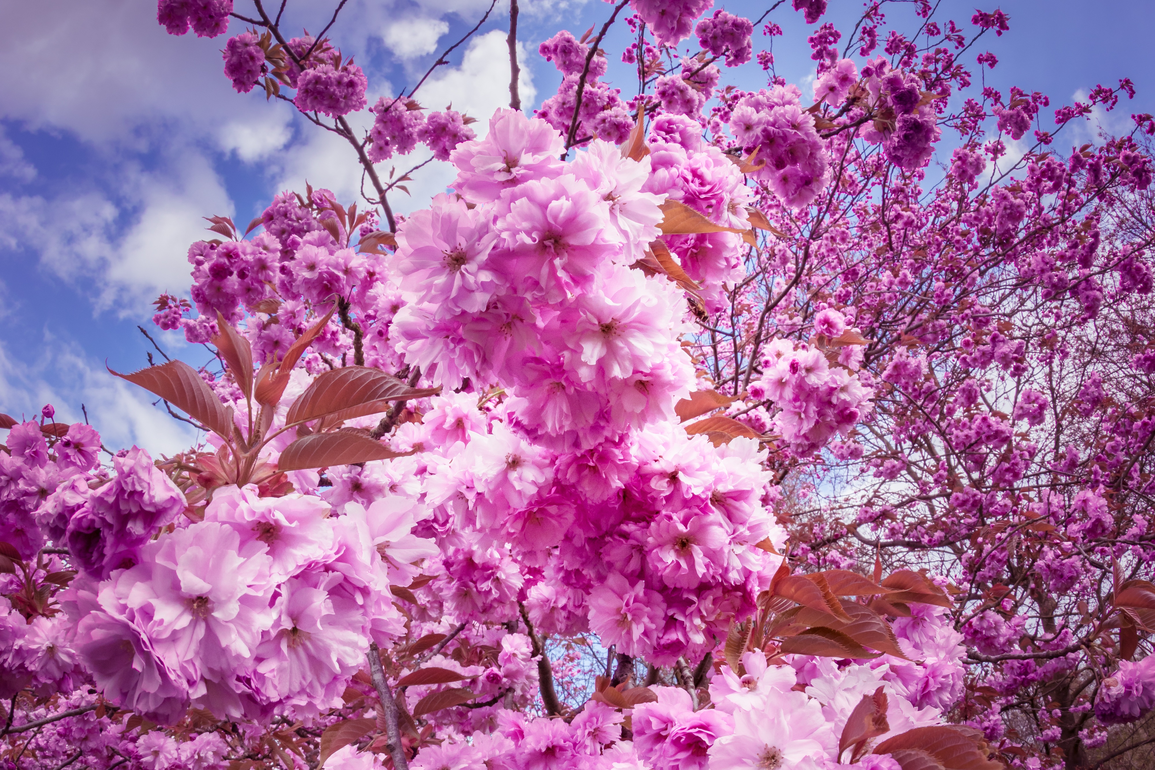 Desktop Backgrounds Sakura cherry, flowers