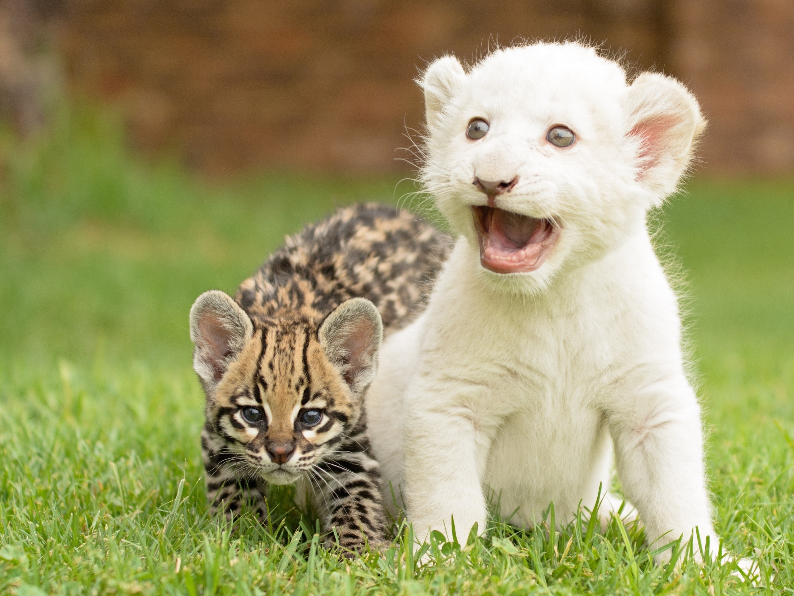 wild cat, cubs, lion cub, animals Free HD pic