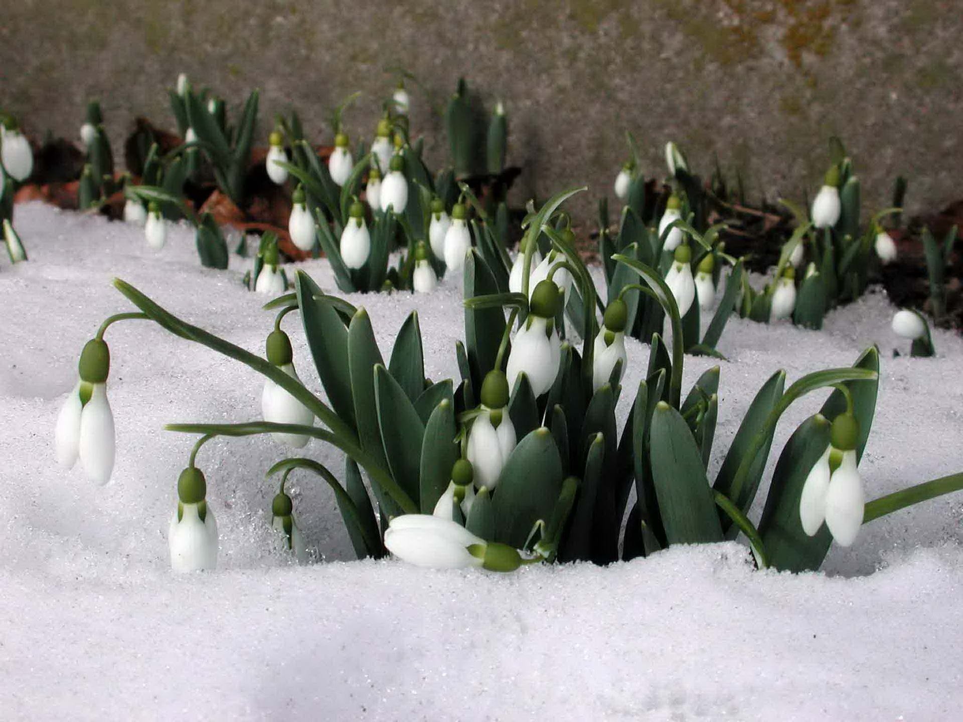 Laden Sie das Pflanzen, Blumen, Schnee, Schneeglöckchen, Frühling-Bild kostenlos auf Ihren PC-Desktop herunter