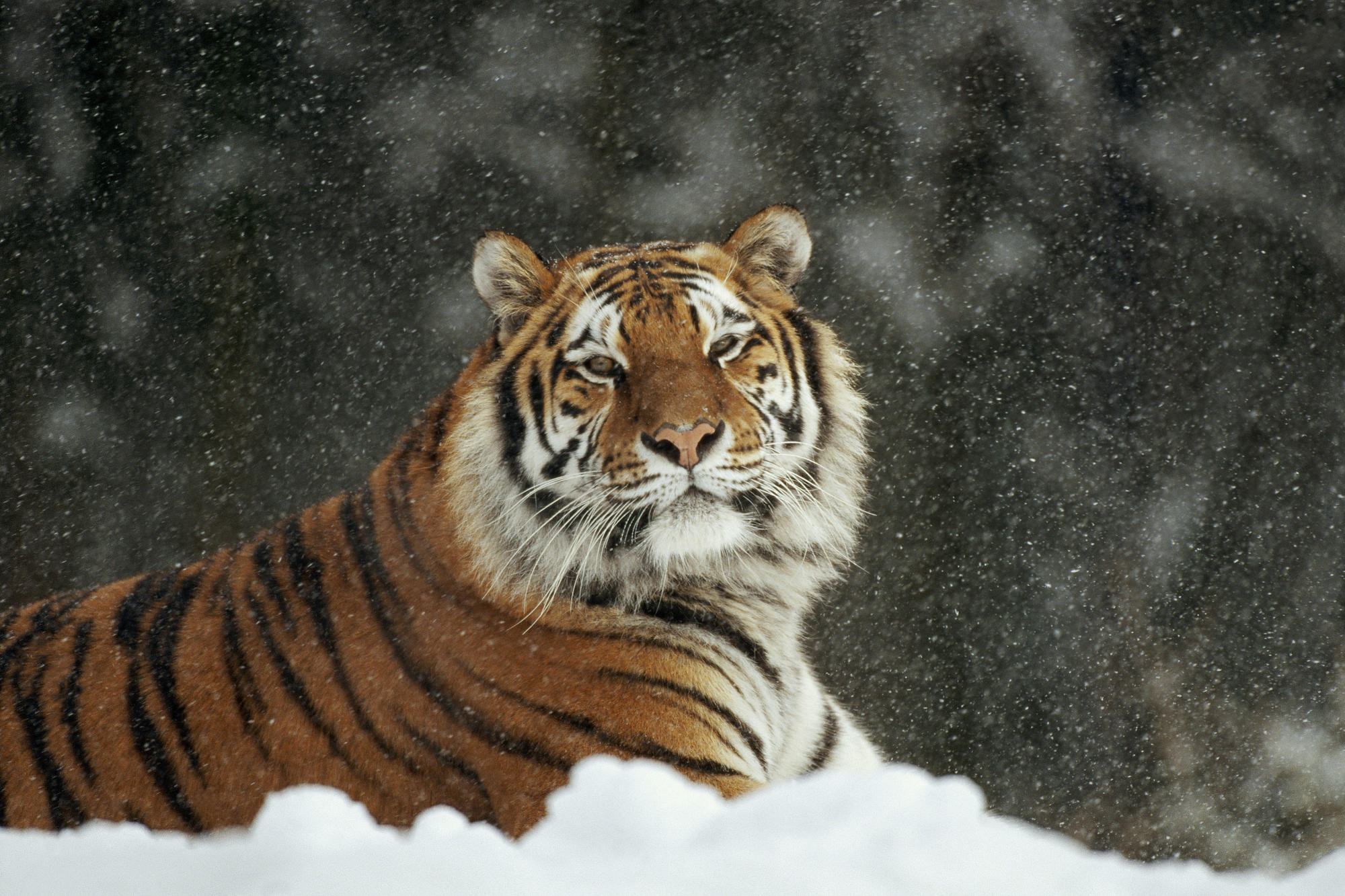111156 download wallpaper animals, snow, predator, big cat, tiger, snowfall screensavers and pictures for free
