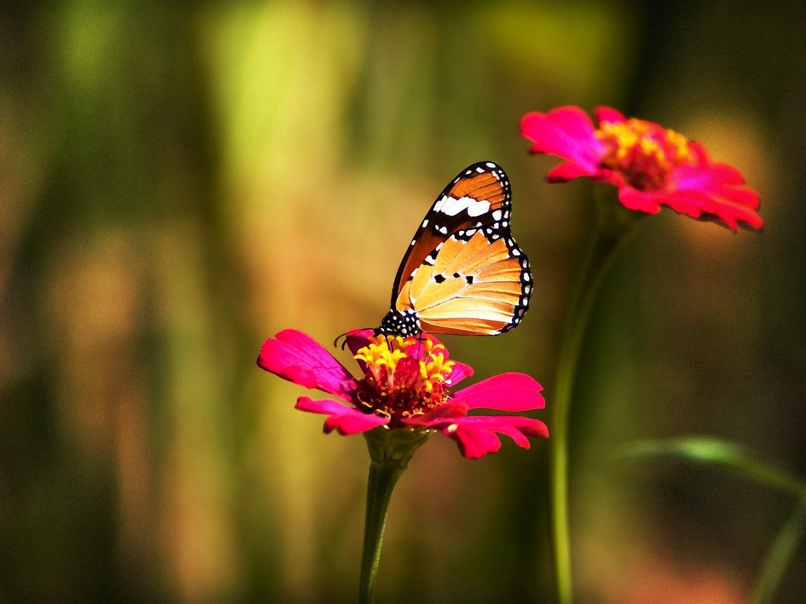 Laden Sie das Grass, Blume, Makro, Mehrfarbig, Motley, Schmetterling-Bild kostenlos auf Ihren PC-Desktop herunter