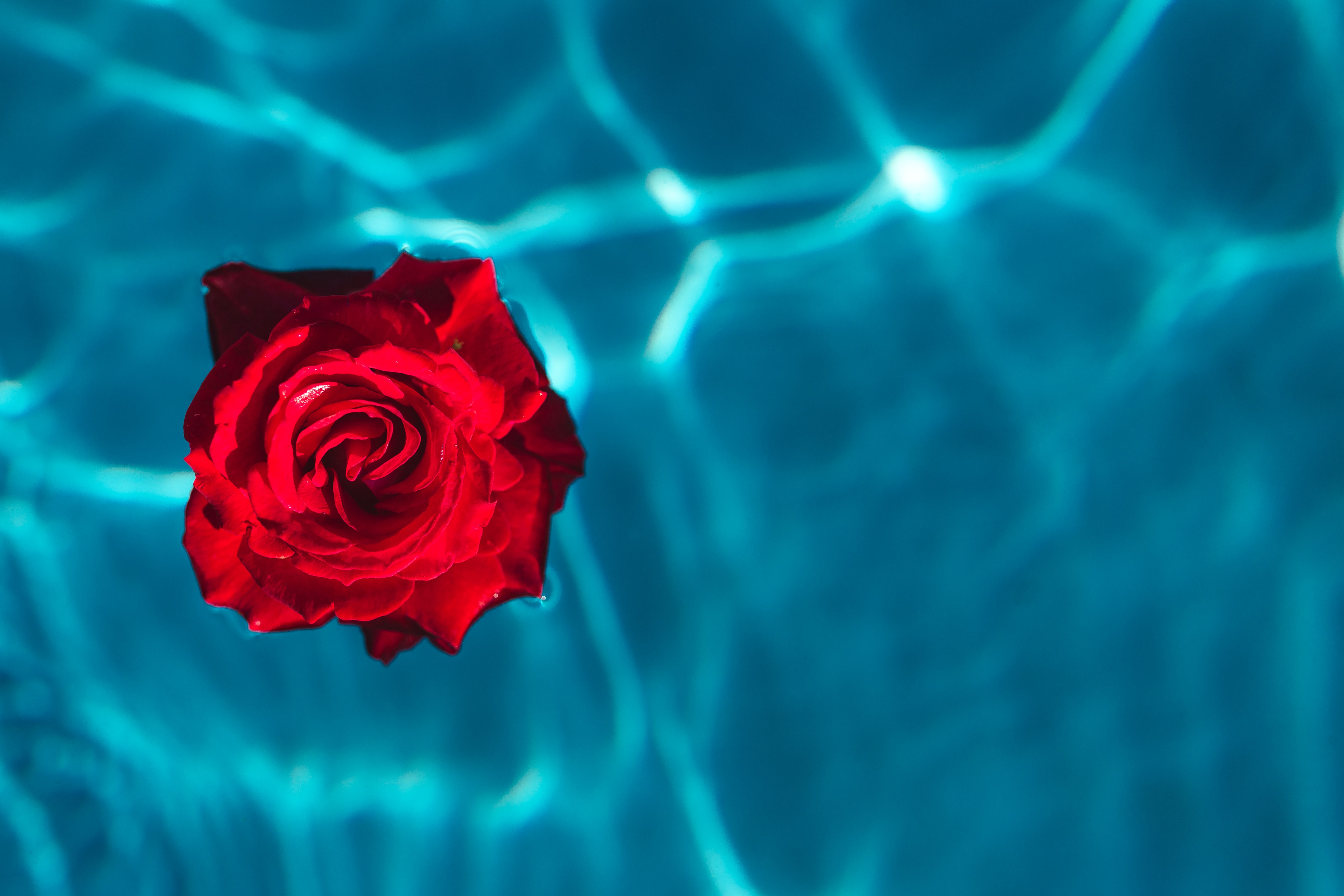 1080p pic water, rose, red, minimalism