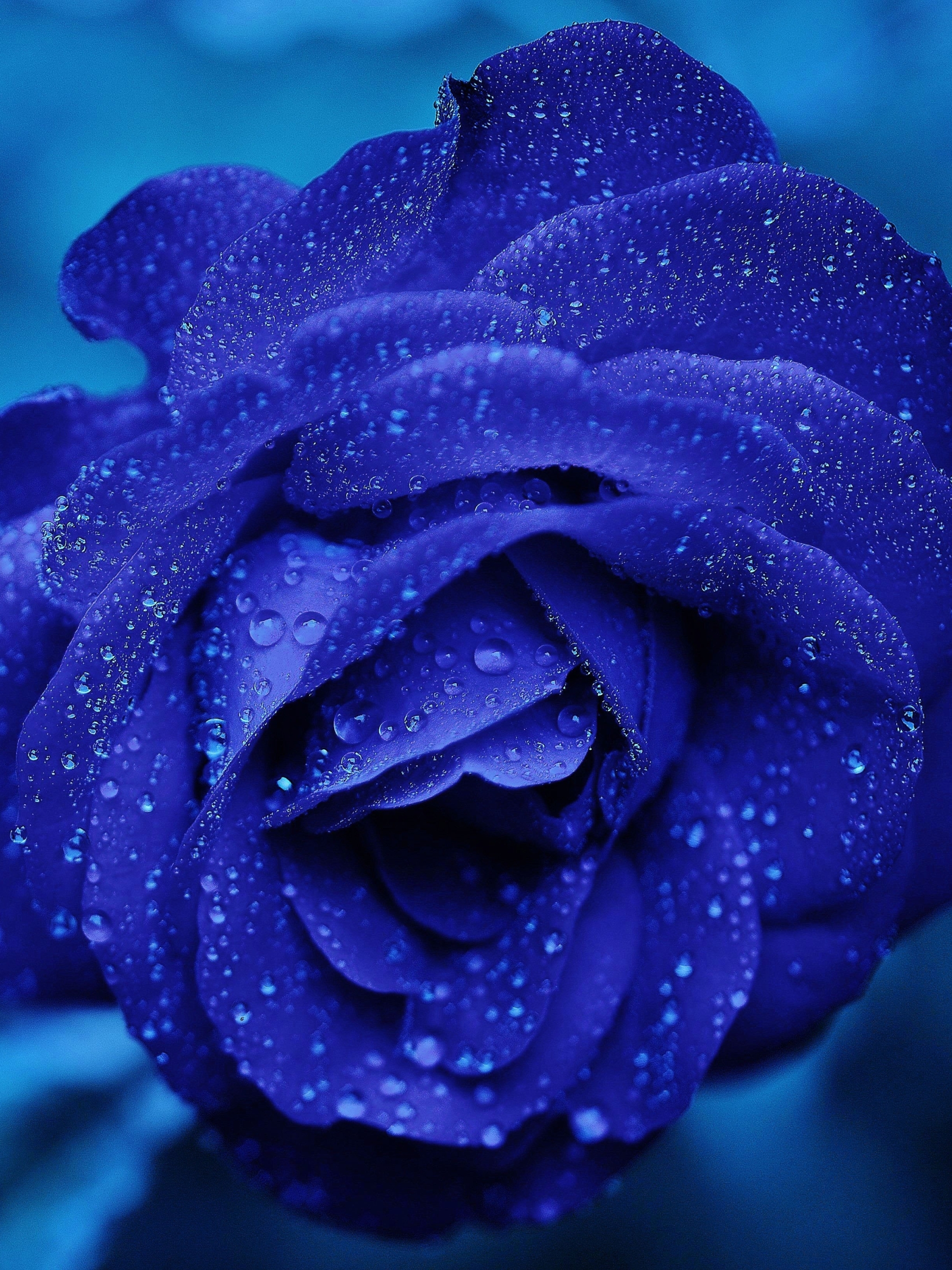 blue rose, blue flower, rose, water drop, flower, flowers, earth Smartphone Background
