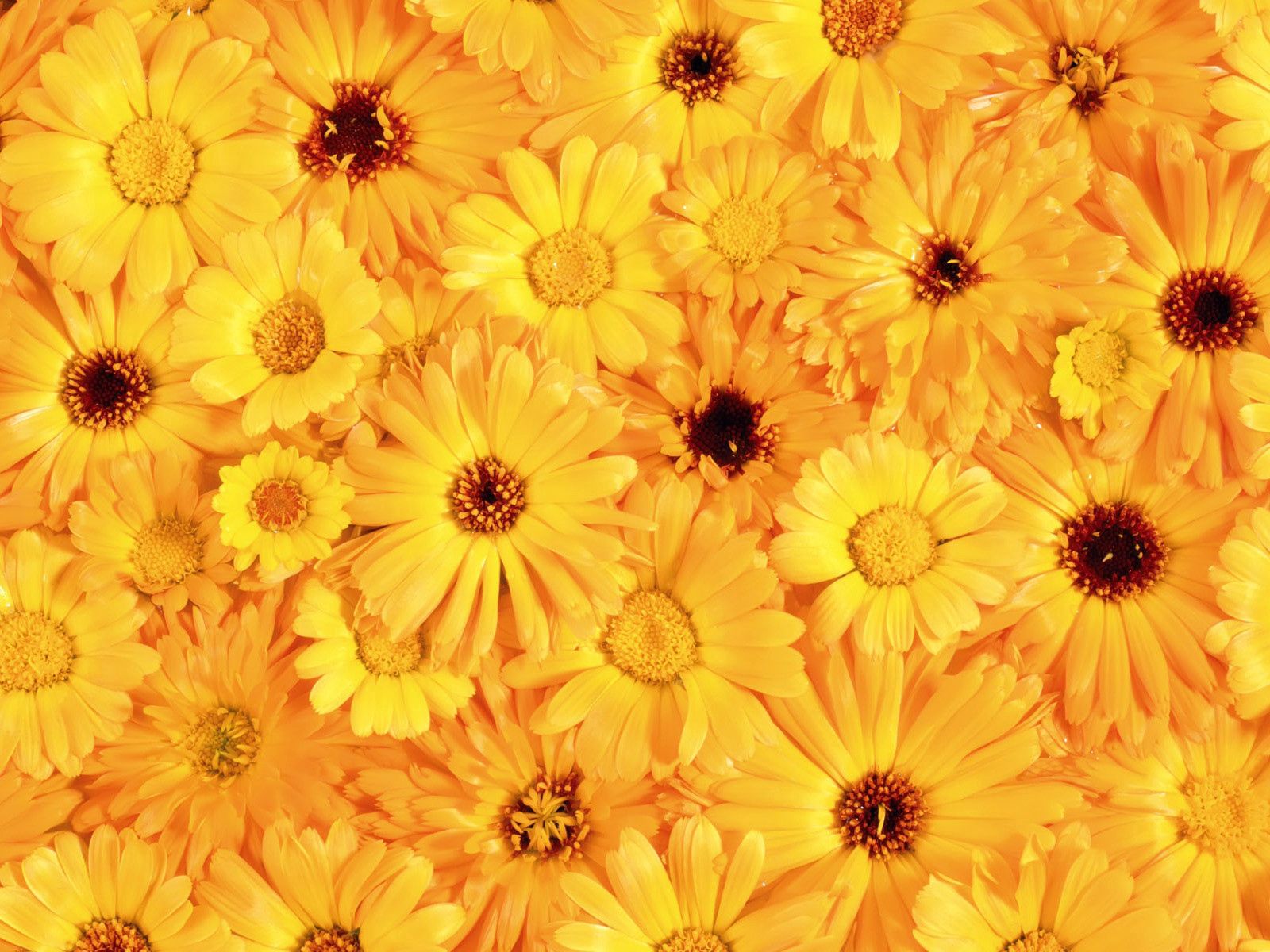 flowers, gerberas, yellow, bright, sunny, solar